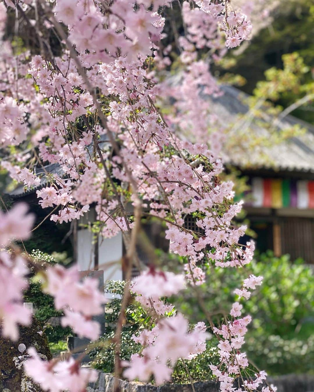 hama_aki_pppさんのインスタグラム写真 - (hama_aki_pppInstagram)「奈良県桜井市#総本山長谷寺 (スライドして下さい)  Location Nara  Japan (Swipe)   2023.04.02   奈良桜巡り3軒目は#奈良長谷寺  ソメイヨシノはピークを過ぎてしまった感じでしたが、さすが#花の寺 🌸🌸 色んな種類の桜が咲き乱れていたのでピークを過ぎた感はありませんでした　 3枚目と5枚目、動画入れました🤳 最後、399段の回廊階段です　  #神社仏閣  #寺社仏閣  #奈良県景観資産  #わたしは奈良派  #関西でお写んぽ  #日本の美しい風景  #キリトリセカイ　 #おとな旅プレミアム  #wp_japan  #日本の写し方　 #lovers_amazing_group  #ptk_japan  #japan_walker  #japan_beautiful_place  #histrip_japan  #japanesetemple #visitjapanjp  #deaf_b_j_  #j_flower_shots  #日本庭園  #japanesegarden  #beautiful_kansai  #lovers_united_japan  #cooljapanvideos  #スマホ撮影  #iphone越しの私の世界  #iphonephotography」4月10日 17時57分 - hama_aki_ppp