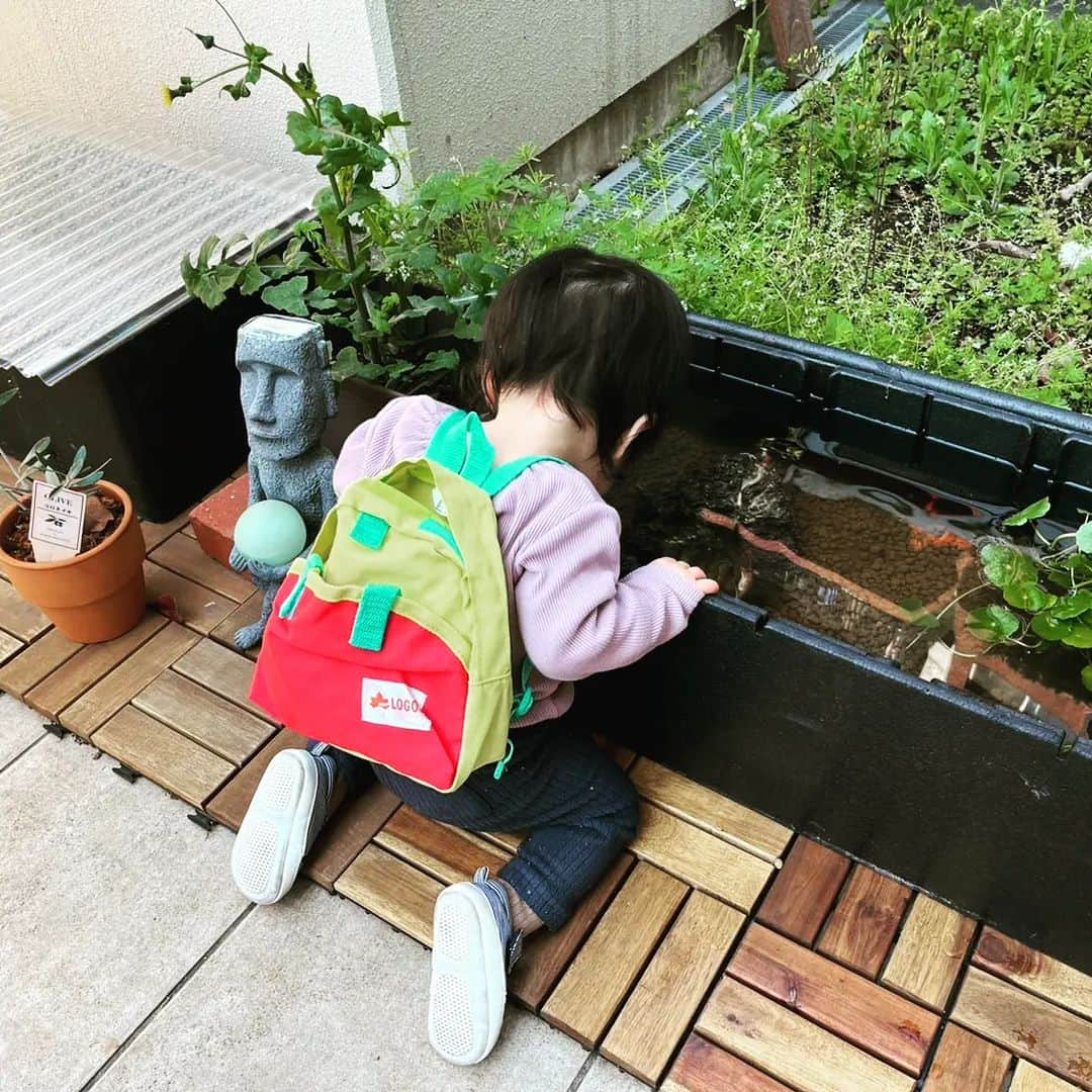 門倉貴史さんのインスタグラム写真 - (門倉貴史Instagram)「今年もメダカがたくさん産卵しましたよ🐟  メダカの赤ちゃんを熱心に観察する娘☺  イエーイ🤓😘イエーイ🤓😘イエーイ🤓😘  #赤ちゃんのいる生活 #メダカ #みゆきメダカ #メダカの赤ちゃん #観察」4月10日 17時59分 - takashikadokura