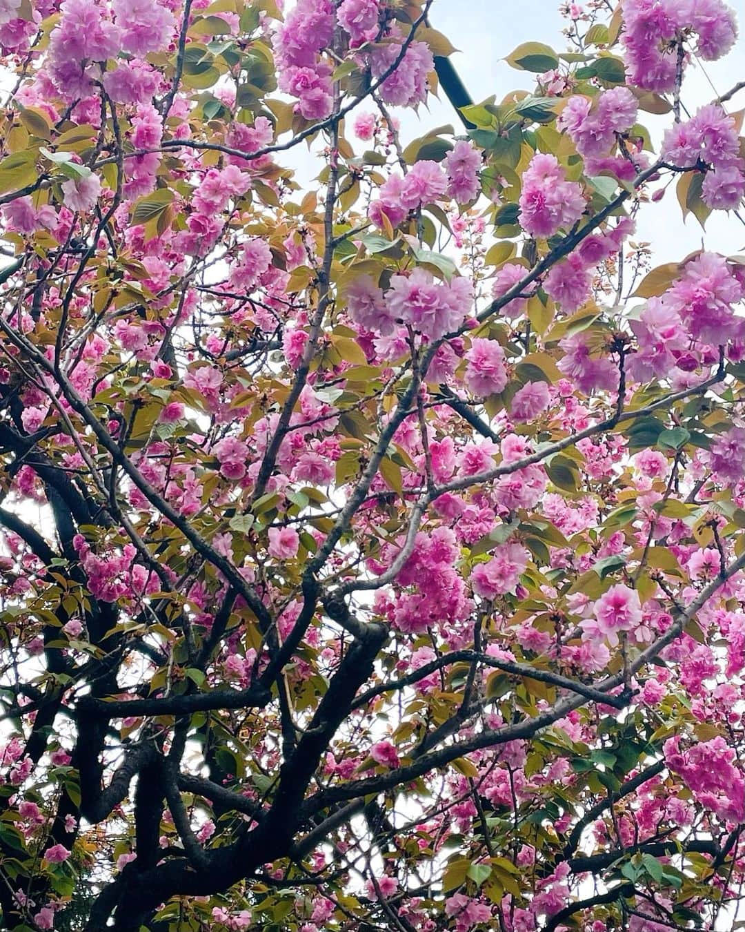 松島花さんのインスタグラム写真 - (松島花Instagram)「: こんばんは♡ 月曜日、お疲れ様です🫡 最近は「おはようございます♡」で なかなかアップできずにごめんなさい💦 #月曜の花 はフォローしてくれている 皆さんと一緒に私も1週間のスタートに 気合いを入れたくて💪🏻 長いこと続けさせてもらっていますが、 時々、皆さんが飽きていないかな〜と 不安になります😯 : 今のネイルはピンクパープルです💅🏻 先月の台湾で購入したジョーダンとも ピッタリ💜八重桜とも🌸 では、今週もがんばりましょう♡ : #monday #月曜の花 #ファイト #今週もよろしくお願いします」4月10日 18時09分 - hana_matsushima_official