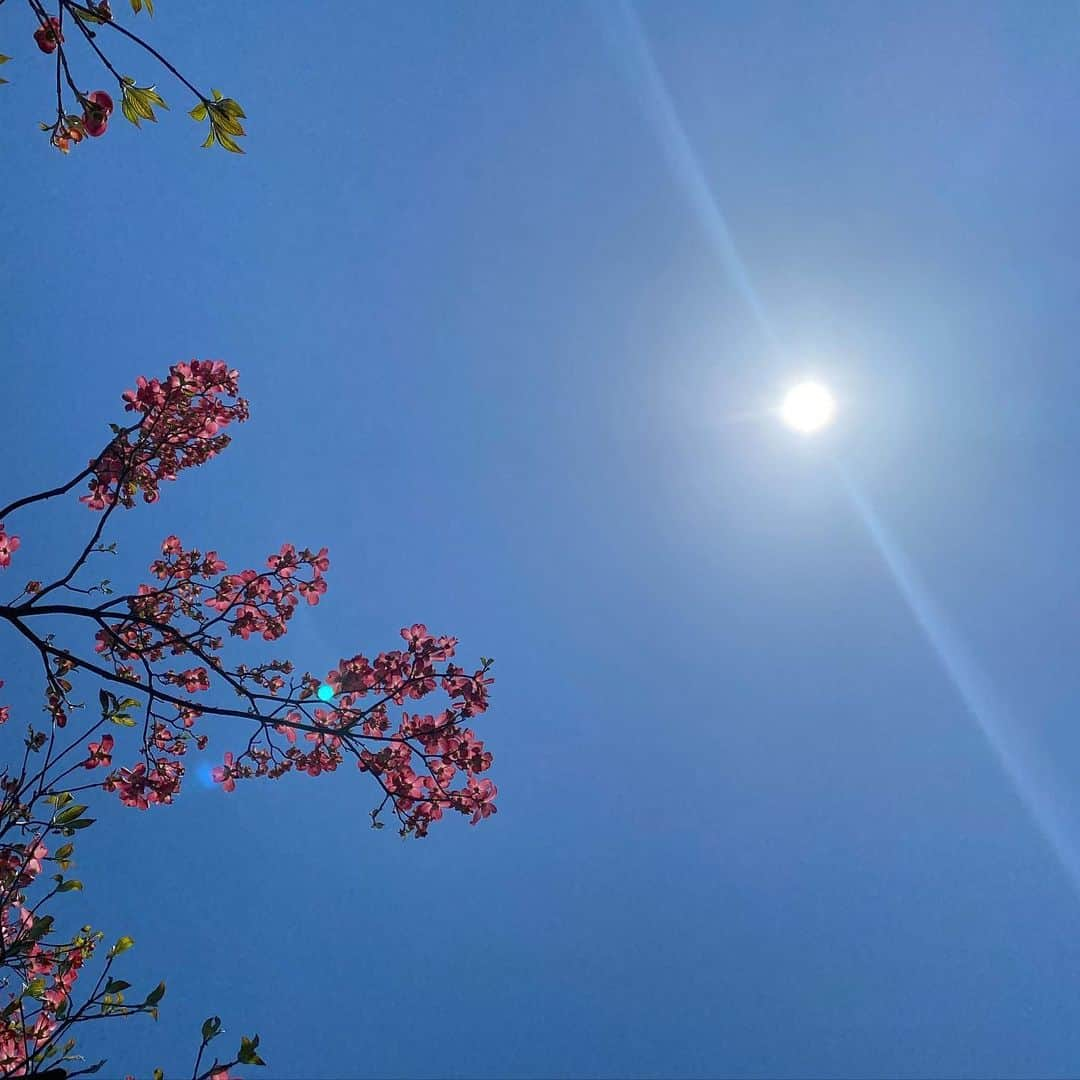 林青空のインスタグラム：「春や」