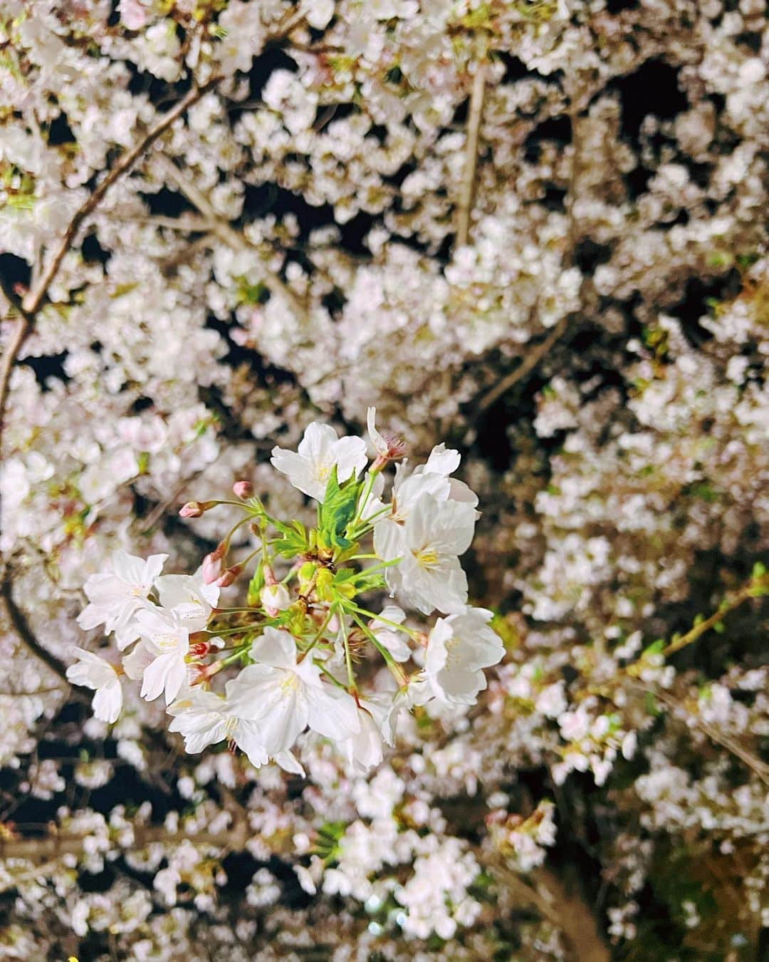 Chikoさんのインスタグラム写真 - (ChikoInstagram)「毎年毎年綺麗に咲いてくれてありがとう💁🏻‍♀️🌸 寒いの苦手だけど こんなにも綺麗な物を街中で見れる日本て最高じやない？ 夏には海で〜秋には紅葉で〜冬は、、あん肝が美味しいねぇ？🤤🇯🇵 . . . #日本最高」4月10日 18時07分 - chan.chiko.888