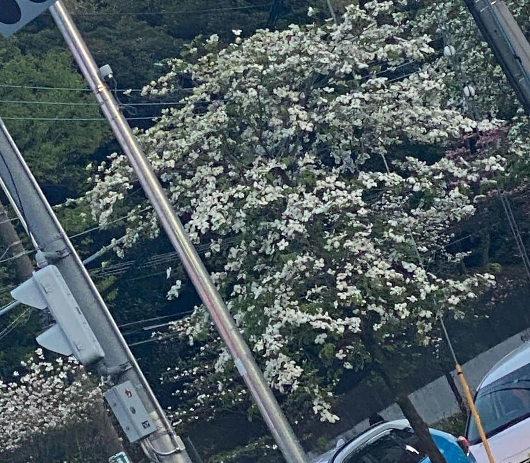 クロちゃんさんのインスタグラム写真 - (クロちゃんInstagram)「千葉はまだ桜が咲いてるしんねー！」4月10日 18時17分 - kurochandesuwawa