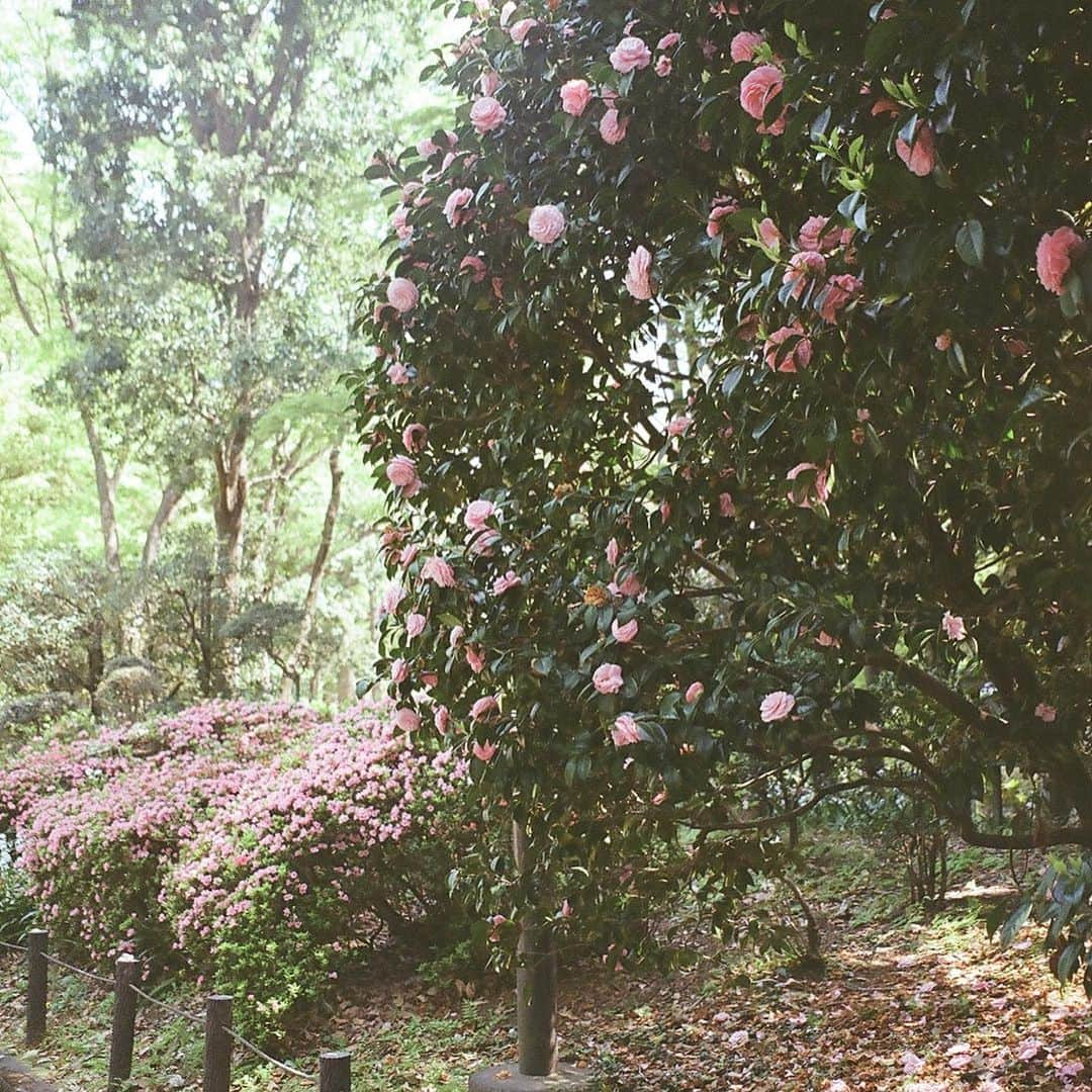 芦田ユリナさんのインスタグラム写真 - (芦田ユリナInstagram)「Just another day🕊  • • • #filmphotography #canon #autoboy #canonautoboy #kitanomarupark #北の丸公園 #フィルムカメラ #フィルム写真 #しゃしん好きな人と繋がりたい #kodakgold200」4月10日 18時12分 - elisyulina