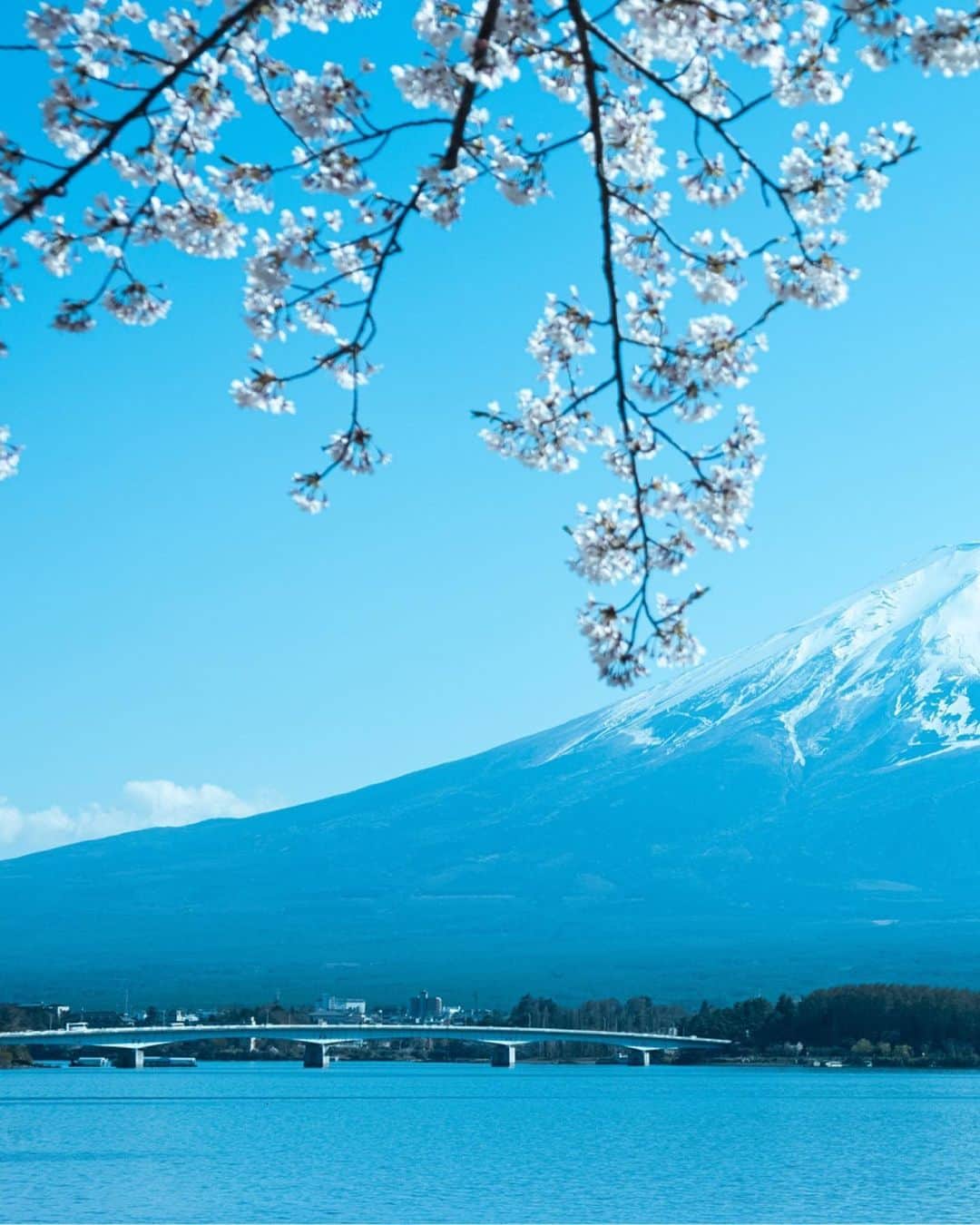 国分真央さんのインスタグラム写真 - (国分真央Instagram)「. I live in Yamanashi prefecture which is where Mt. Fuji is 🗻🌸 ⁡」4月10日 18時17分 - mao_kokubu
