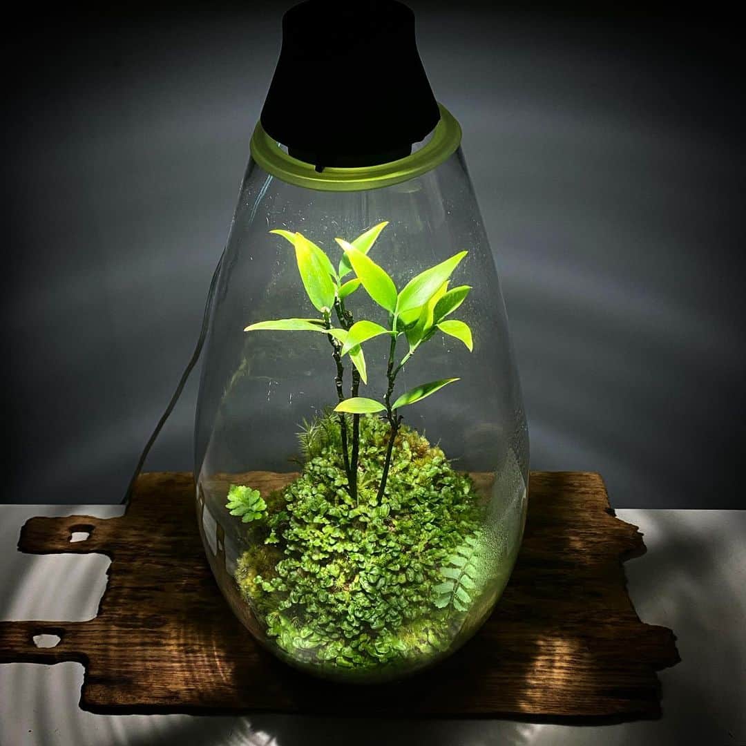 のインスタグラム：「Mosslight   ナギノキ  #mosslight #モスライト  #terarium#テラリウム #moss#苔#コケ #ミニ盆栽#bonsaitree #paludariums #パルダリウム #terrariums#terariums #terariumdesign #terrariumsdesigns」