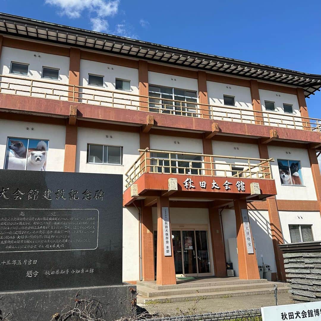 みずしな孝之のインスタグラム：「秋田犬の聖地 秋田犬会館に行ってきました！ いろいろ会えたー！ 銀ちゃんはファンサもしてくれました！  2階の読書コーナーには ムーコ全冊あって感動！ また来まーす！」