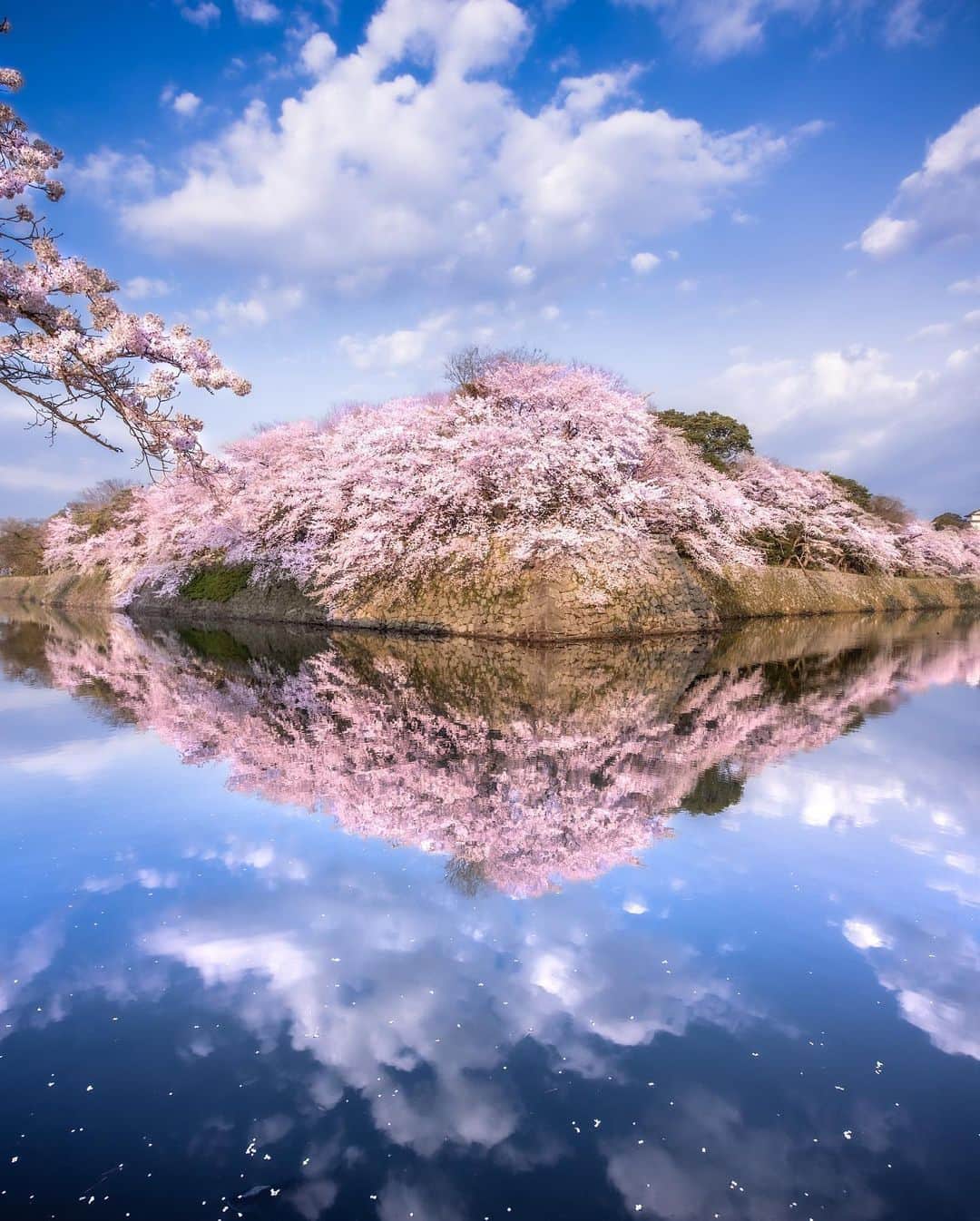 旅行メディア・じゃらん〈公式〉さんのインスタグラム写真 - (旅行メディア・じゃらん〈公式〉Instagram)「#彦根城 滋賀県彦根市にある国宝・彦根城。 桜の季節は、彦根城を中心に約1,100本の桜が花開き、多くの花見客でにぎわいます。 ※彦根城桜まつりは、～4/16まで。 . . ━━━━━━━━━━━━━━━ 📍 滋賀県「彦根城」 📷 @mikanino_2016 📅　2019.4 ━━━━━━━━━━━━━━━ . . 素敵なお写真をありがとうございました┈✈︎ . . ☑ 新型コロナウイルス感染症拡大防止の観点から、各自治体により 地域をまたいだ移動の自粛要請等が行われています。 ご利用の際には、あらかじめ最新の情報をご確認ください。また、感染拡大の防止に充分ご配慮いただくようお願いいたします。 ☑ #jalan_travel をつけて、ぜひ今までの旅行先の思い出写真を投稿してください。このアカウントでご紹介させていただきます。(じゃらんニュースでも紹介される可能性があります） . . . . . . #いつか行きたい #じゃらん #観光 #観光地 #観光スポット #旅行 #旅行好きな人と繋がりたい #旅行好き #japantravelphoto #japantrip #japantravel #国内旅行 #絶景 #絶景スポット #誰かに見せたい景色 #誰かに見せたい風景 #滋賀 #滋賀観光 #滋賀旅行 #shiga #sakura #桜」4月10日 18時44分 - jalan_net
