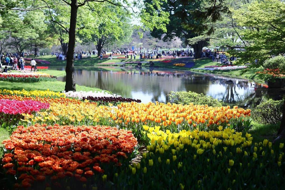 kiccyomuのインスタグラム：「☀️ 2023.04.10 Mon #昭和記念公園  #チューリップ 🌷は…もう見頃📷 写真映えする場所は 順番待ちでした😅  昨日の日曜日に行ったので、 人も多く細い通路は渋滞です😅 海外の方も多かった〜  location #東京 ❣️ 📷撮影 2023年4月9日」