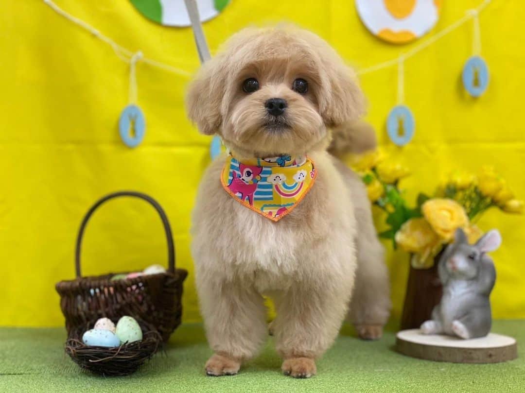 山田康太さんのインスタグラム写真 - (山田康太Instagram)「初トリミング頑張りました🐶✨ 背景レイソルカラー🟡 @petit_1112」4月10日 19時02分 - y.kota_10