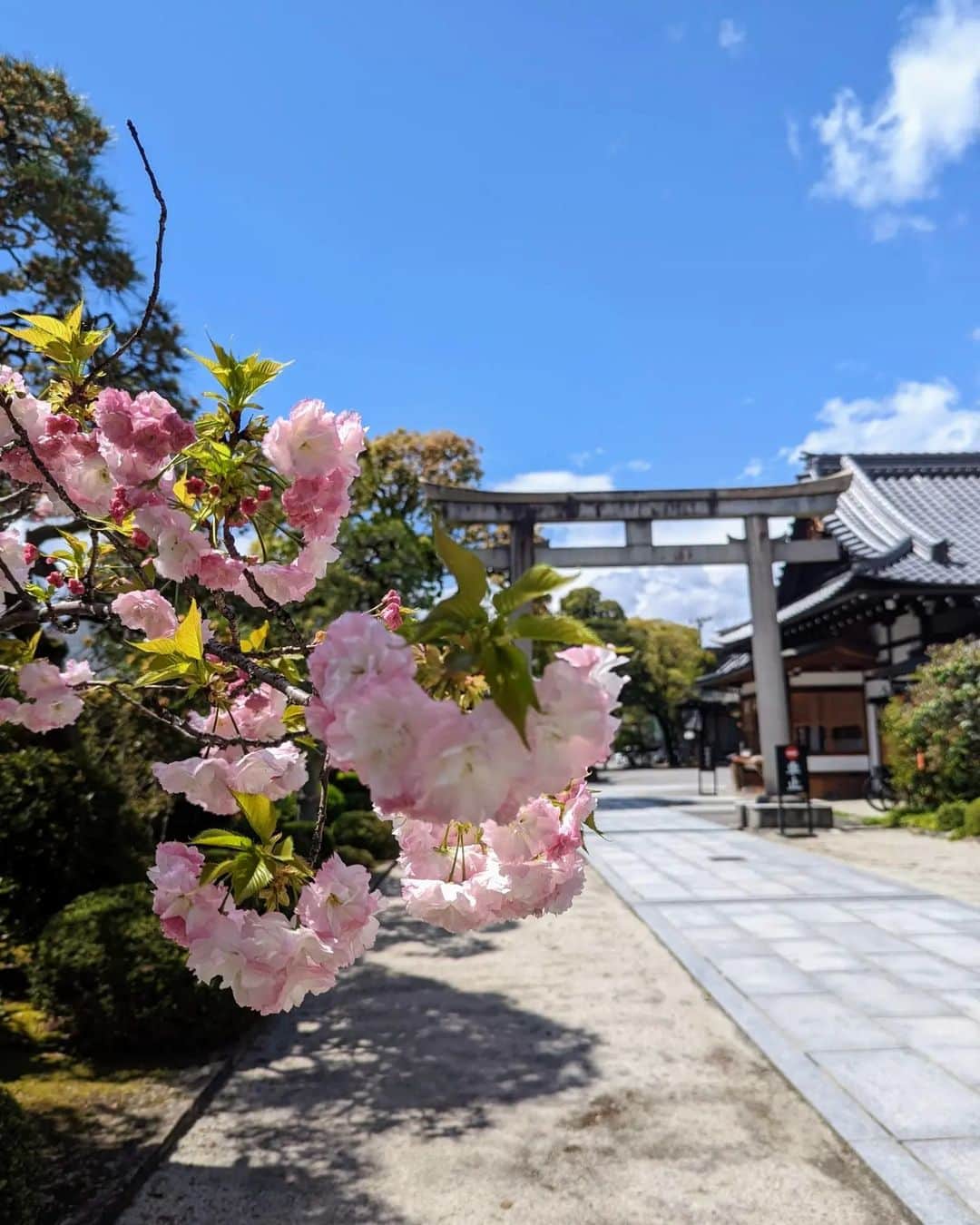 Hiromi Tomiiさんのインスタグラム写真 - (Hiromi TomiiInstagram)「桜がギリギリチョップで残ってた🌸🌸 . お友達のおすすめの神社でお参り◎◎ . ここの神社は宮司さんがめちゃ話しかけてくれはります◎ お天気が良くて鳥が鳴いてて気分が良いところ😊 . . . #桜　#cherryblossom　 #春コーデ　#スカートコーデ　#旅行コーデ #yoga#筋トレ#ダイエット#ボディーメイク #筋トレ女子#ダイエット仲間募集　 #京都　#kyoto  #kyotojapan　 #京都散歩」4月10日 19時05分 - hiromi.tomii