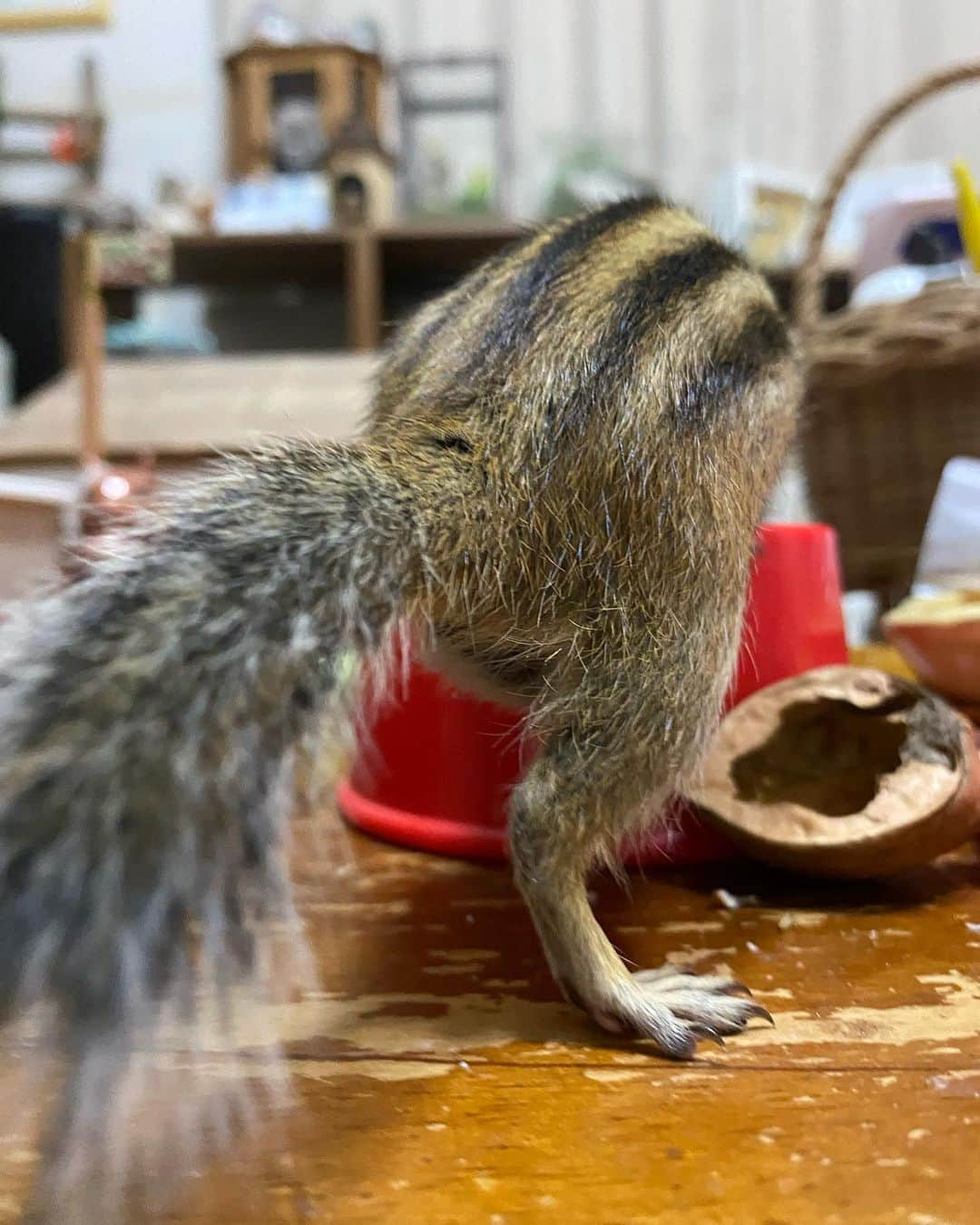 peace_0322のインスタグラム：「#リス#シマリス#ふわもこ部 今日は #けつようび 🍑だよ😘」