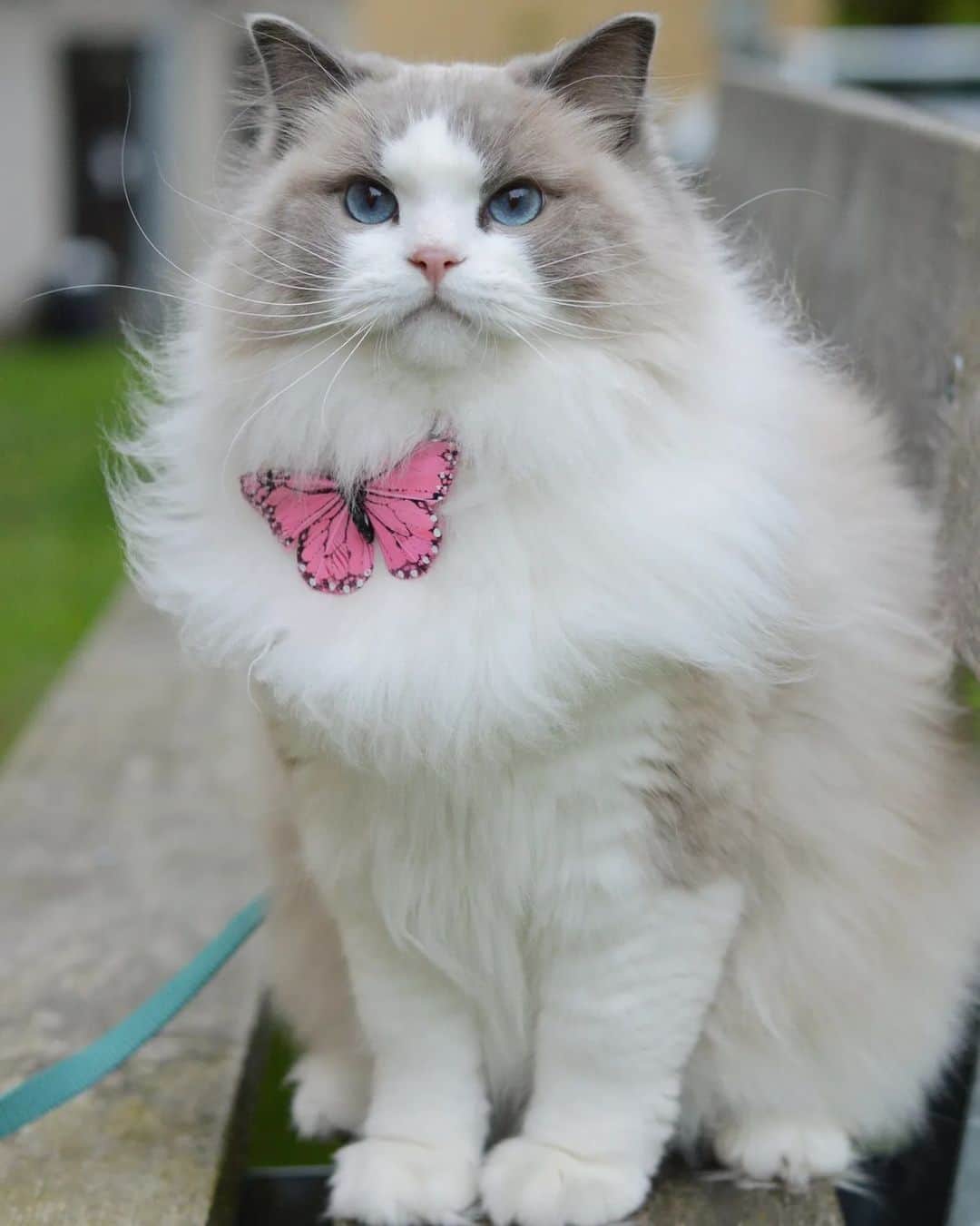 Princess Auroraのインスタグラム：「🦋  #ragdollsofinstagram #butterfly #easter #catsofinstagram #fluffycat #sverige」