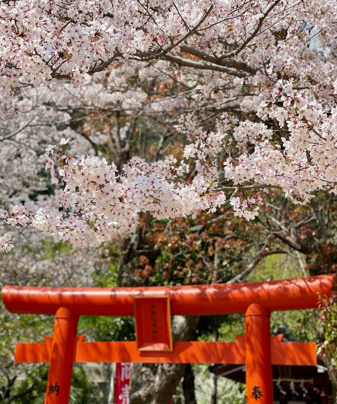 大庭絃子さんのインスタグラム写真 - (大庭絃子Instagram)「今年の桜も綺麗でした🌸 ⁡ #桜ポートレート#🌸#桜2023」4月10日 19時28分 - itokooba