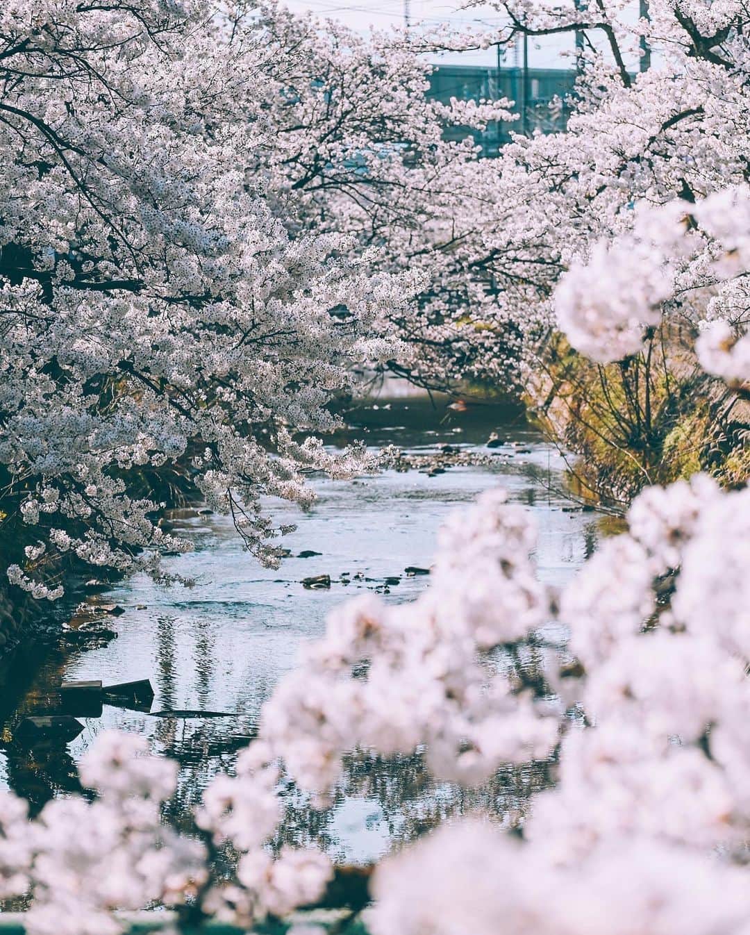 yukiさんのインスタグラム写真 - (yukiInstagram)「#柿川 #柿川の桜 #桜 #新潟桜スポット  ・ 『桜咲く季節に…』 The scenery we have seen Another story  ・ ・ __________________________ 日々の撮影記事やコラム更新中！ ・・・・・・・・・・・・・・・ ◉FAN限定サイト◉ https://www.fansnet.jp/sty830 __________________________  #instagram #instagramjapan #bestjapanpics #wonderful_places #hello_worldpics #earthfocus #earthofficial #beautifuldestinations #fantastic_earth #travelanddestinations  #awesomepix #visualambassadors #earthpix #visitjapanjp #travelingthroughtheworld #artofvisuals #bestplacestogo #discoverer #welivetoexplore #tokyocameraclub」4月10日 19時24分 - sty830