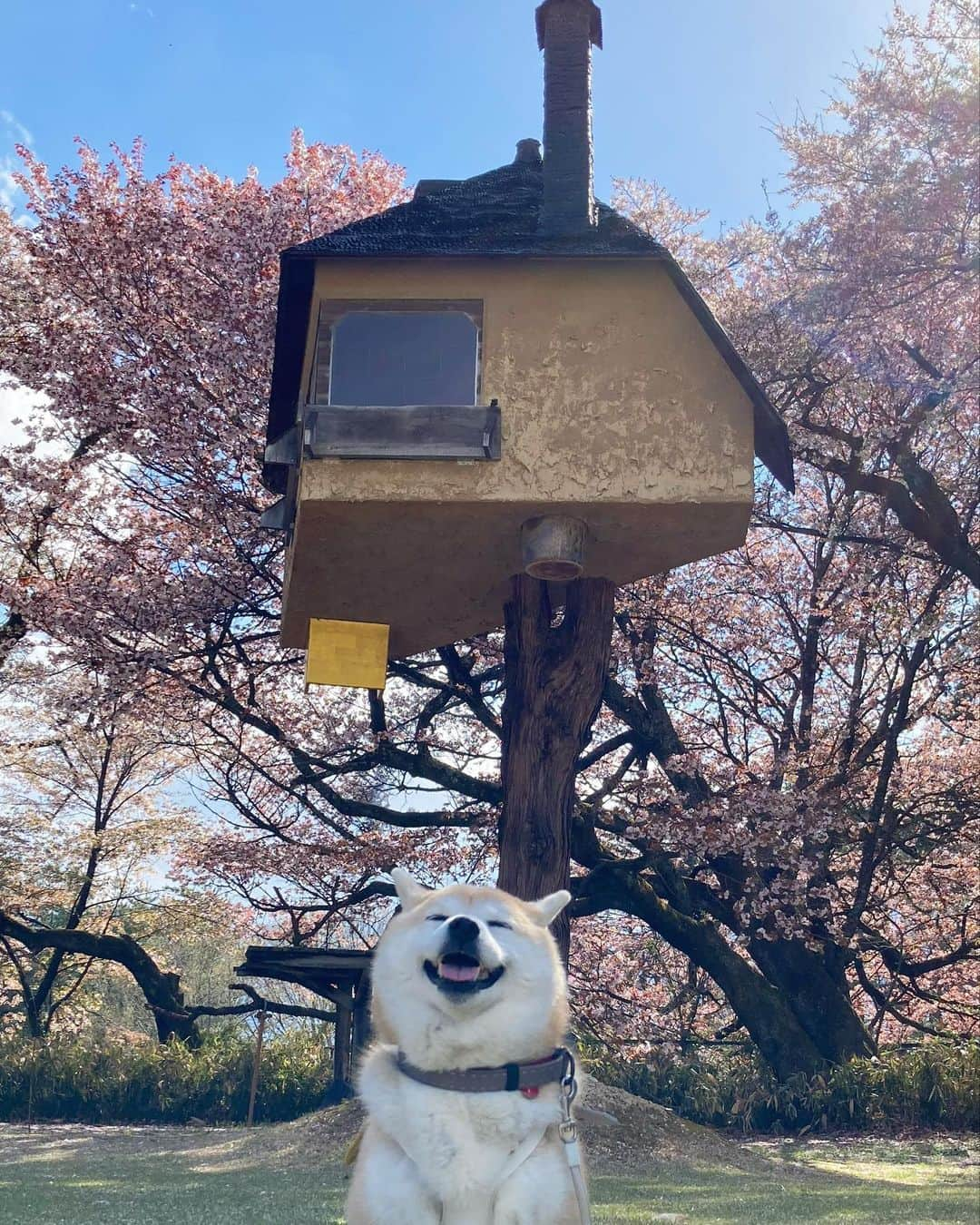 てんパパさんのインスタグラム写真 - (てんパパInstagram)「散り際の桜。広々とした芝生。 #清春芸術村 #お花見ハンター #お花見ハンターてん #花とてん #北杜の桜旅」4月10日 19時24分 - tenchan.shiba