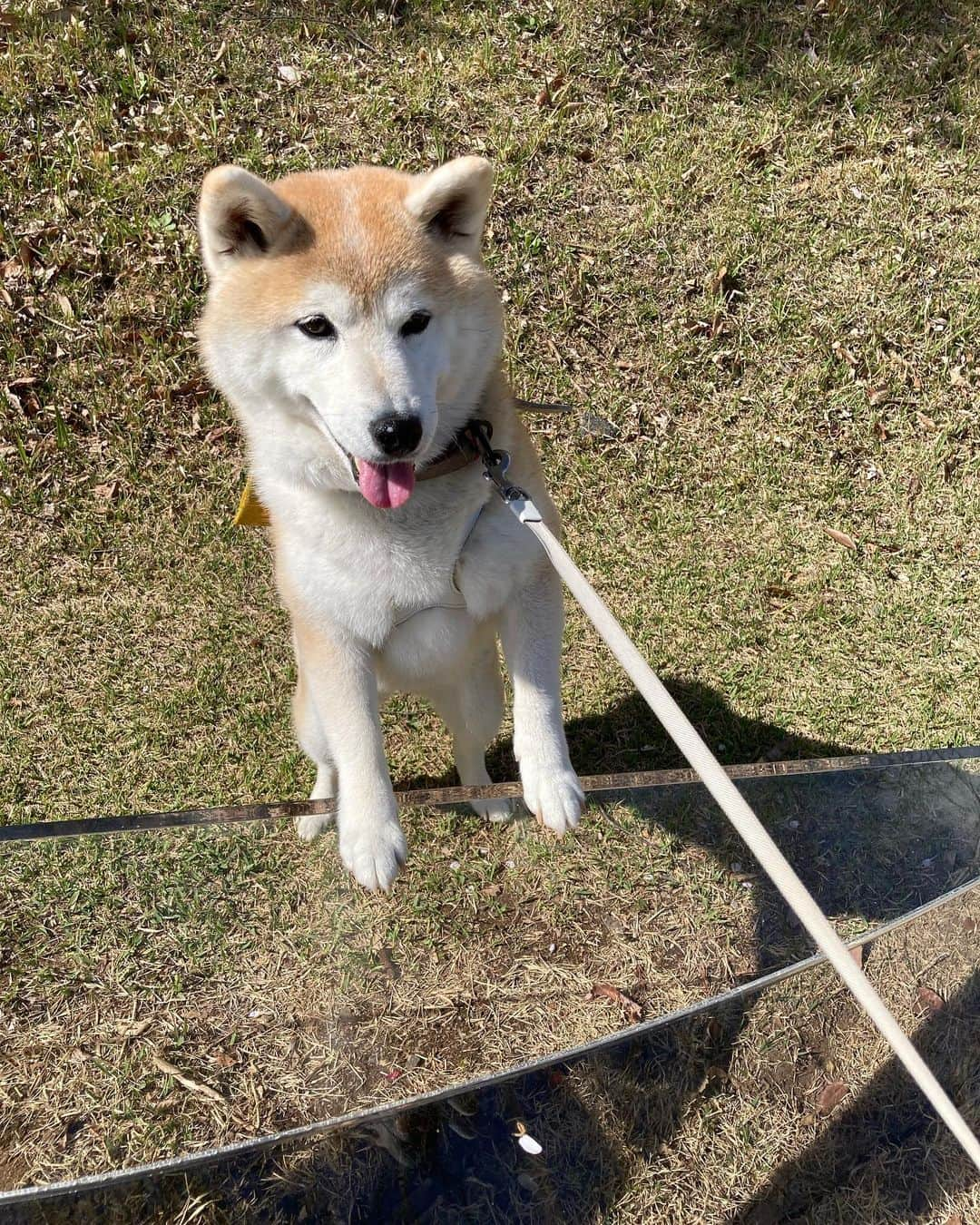 てんパパさんのインスタグラム写真 - (てんパパInstagram)「散り際の桜。広々とした芝生。 #清春芸術村 #お花見ハンター #お花見ハンターてん #花とてん #北杜の桜旅」4月10日 19時24分 - tenchan.shiba