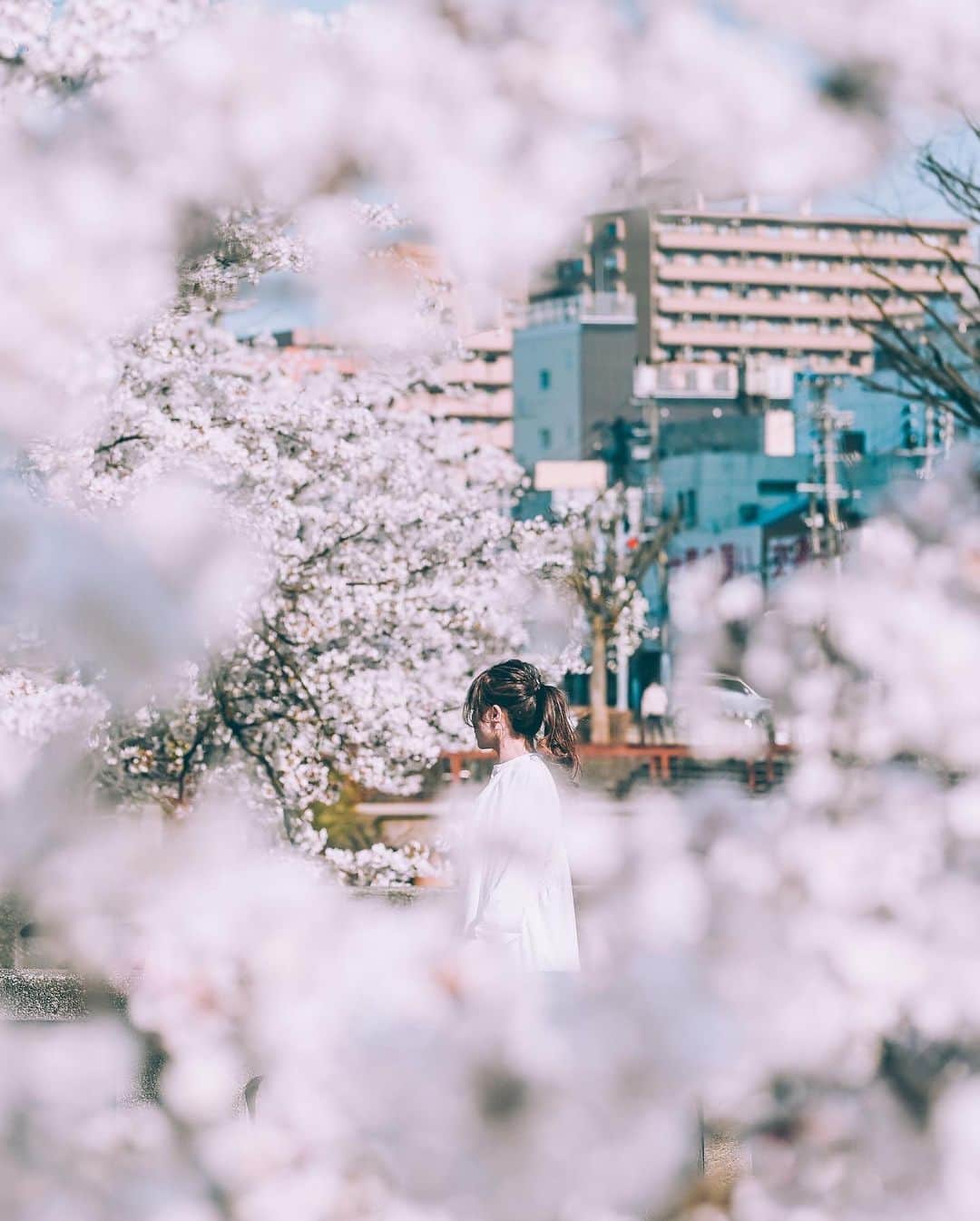 yukiのインスタグラム：「#柿川 #柿川の桜 #桜 #新潟桜スポット  ・ 『桜咲く季節に…』 The scenery we have seen Another story  ・ ・ __________________________ 日々の撮影記事やコラム更新中！ ・・・・・・・・・・・・・・・ ◉FAN限定サイト◉ https://www.fansnet.jp/sty830 __________________________  #instagram #instagramjapan #bestjapanpics #wonderful_places #hello_worldpics #earthfocus #earthofficial #beautifuldestinations #fantastic_earth #travelanddestinations  #awesomepix #visualambassadors #earthpix #visitjapanjp #travelingthroughtheworld #artofvisuals #bestplacestogo #discoverer #welivetoexplore #tokyocameraclub」