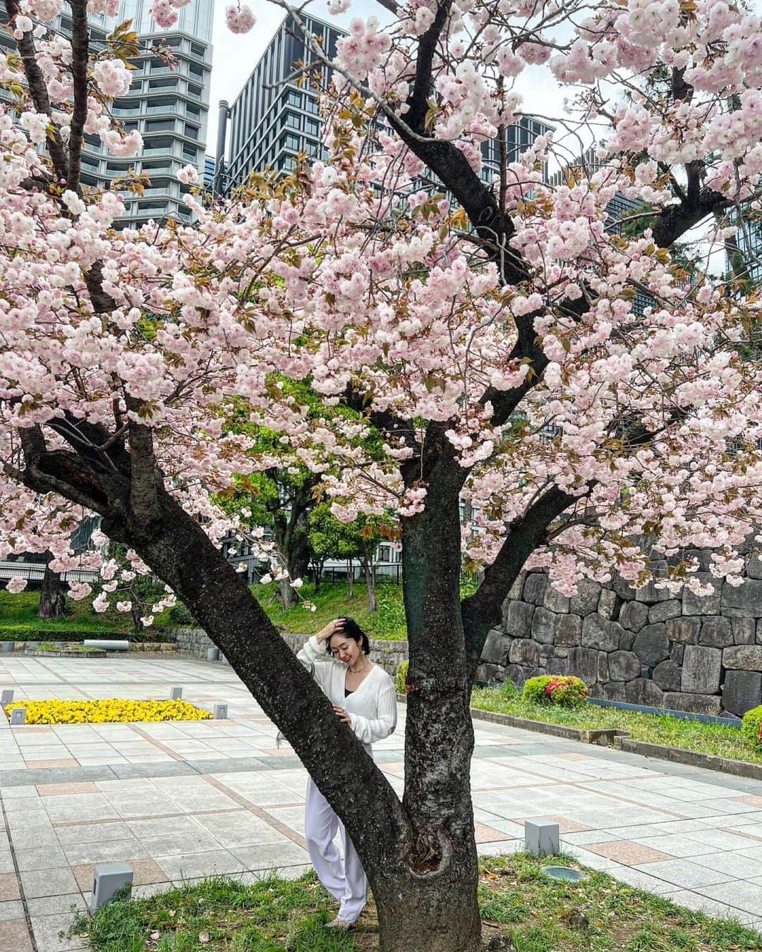 白澤美佳さんのインスタグラム写真 - (白澤美佳Instagram)「✴︎✴︎✴︎  綺麗だね〜🌸  #🌸 #☀️ #🌳 #最後の桜かな  #portrait  #お散歩 #tokyo」4月10日 19時33分 - mikashirasawa
