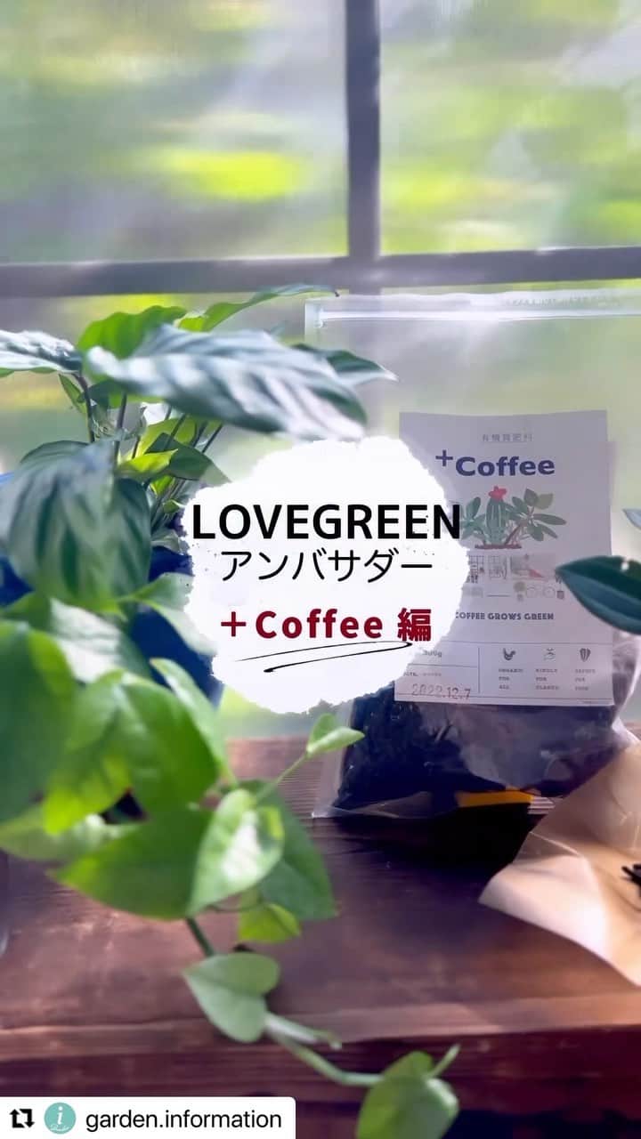 LOVEGREEN -植物と暮らしを豊かに。のインスタグラム：「LOVEGREENアンバサダー　@garden.information さんに、コーヒーかすからできた @liver_llc さんの有機肥料「＋coffee」をモニターいただきました🥰  インドアプランはもちろん、ポイントに気をつけながら使用いただいたことで、フランネルフラワーもたくさん咲いてくれたようです^ ^  ＋coffeeはLOVEGREEN STOREでも4／26まで販売中です〜☺️  #プラスcoffee #有機肥料　#コーヒー生まれの有機肥料　#アップサイクル#植物のある暮らし」