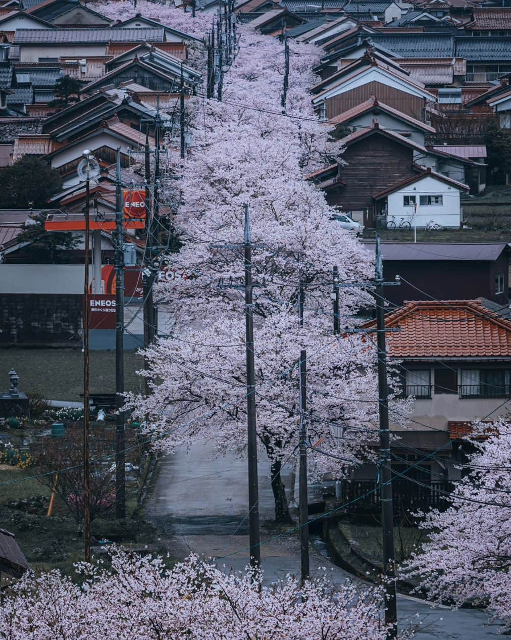 deepskyさんのインスタグラム写真 - (deepskyInstagram)「Cherryblossom 2023  . #sakura #cherryblossom . . I've just finished chasing Sakura. I've been to Mt. Fuji area , Kagawa , and Okayama. I didn't sleep sometimes but totally worth it.  . . 今年の桜は、富士山、香川県、岡山県を回りました。移動で睡眠不足になりましたが、キレイな桜を見れて楽しかったです。 . #earth #spring #beautifuldestinations #japan #桜 #春 #mtfuji #富士山 #travel #Photography」4月10日 20時03分 - _deepsky