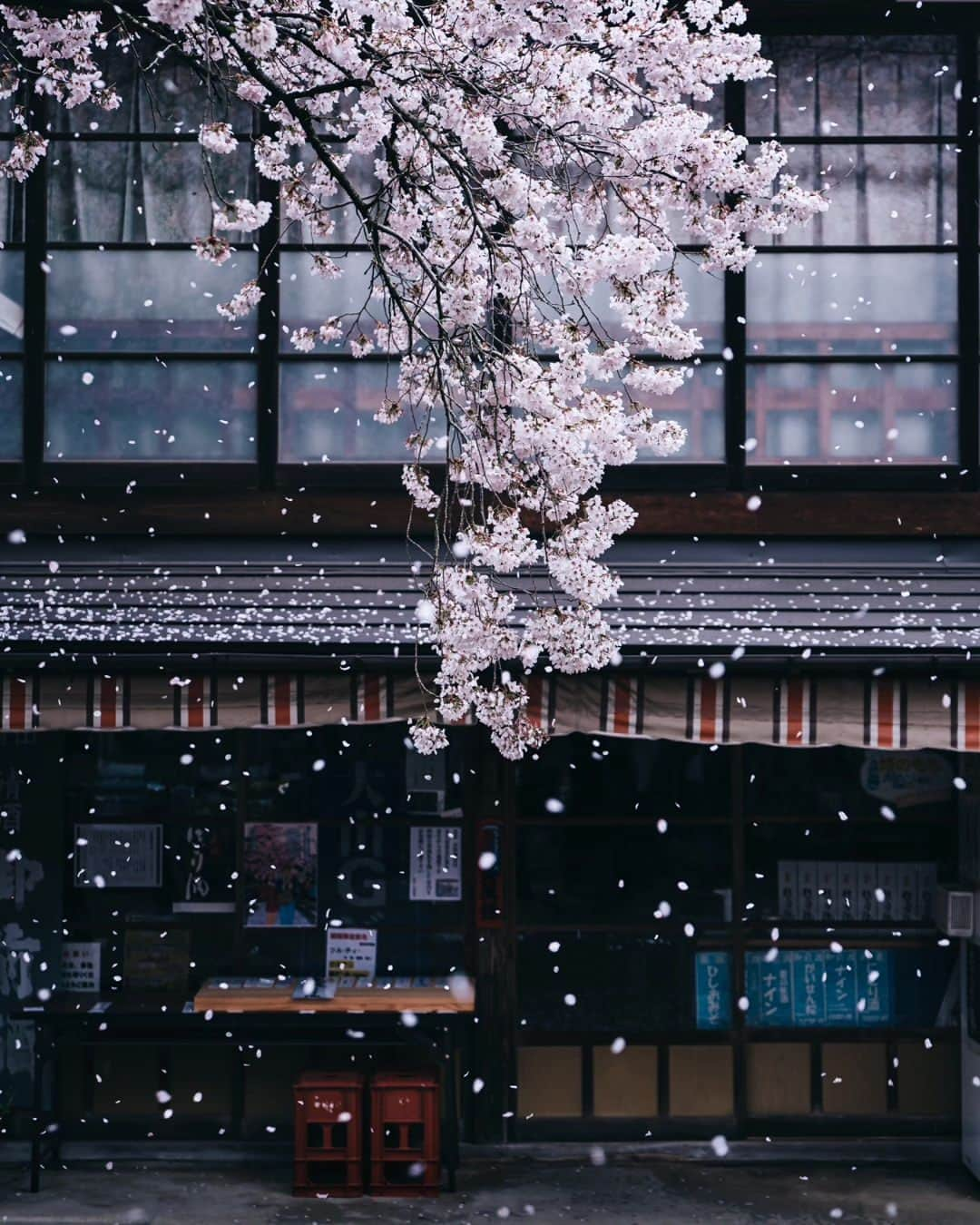 deepskyさんのインスタグラム写真 - (deepskyInstagram)「Cherryblossom 2023  . #sakura #cherryblossom . . I've just finished chasing Sakura. I've been to Mt. Fuji area , Kagawa , and Okayama. I didn't sleep sometimes but totally worth it.  . . 今年の桜は、富士山、香川県、岡山県を回りました。移動で睡眠不足になりましたが、キレイな桜を見れて楽しかったです。 . #earth #spring #beautifuldestinations #japan #桜 #春 #mtfuji #富士山 #travel #Photography」4月10日 20時03分 - _deepsky