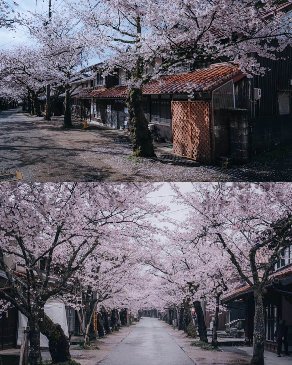 deepskyさんのインスタグラム写真 - (deepskyInstagram)「Cherryblossom 2023  . #sakura #cherryblossom . . I've just finished chasing Sakura. I've been to Mt. Fuji area , Kagawa , and Okayama. I didn't sleep sometimes but totally worth it.  . . 今年の桜は、富士山、香川県、岡山県を回りました。移動で睡眠不足になりましたが、キレイな桜を見れて楽しかったです。 . #earth #spring #beautifuldestinations #japan #桜 #春 #mtfuji #富士山 #travel #Photography」4月10日 20時03分 - _deepsky