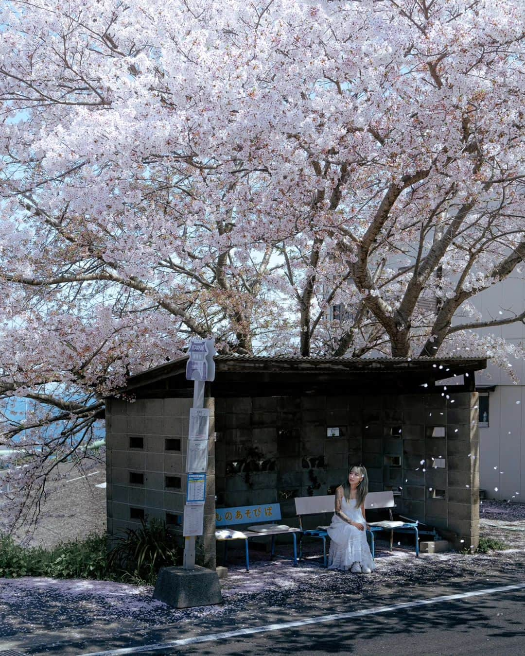 deepskyさんのインスタグラム写真 - (deepskyInstagram)「Cherryblossom 2023  . #sakura #cherryblossom . . I've just finished chasing Sakura. I've been to Mt. Fuji area , Kagawa , and Okayama. I didn't sleep sometimes but totally worth it.  . . 今年の桜は、富士山、香川県、岡山県を回りました。移動で睡眠不足になりましたが、キレイな桜を見れて楽しかったです。 . #earth #spring #beautifuldestinations #japan #桜 #春 #mtfuji #富士山 #travel #Photography」4月10日 20時03分 - _deepsky