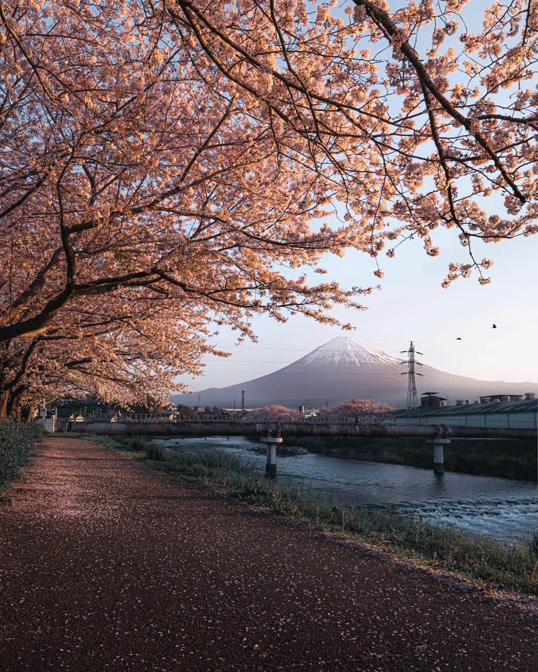 deepskyのインスタグラム：「Cherryblossom 2023  . #sakura #cherryblossom . . I've just finished chasing Sakura. I've been to Mt. Fuji area , Kagawa , and Okayama. I didn't sleep sometimes but totally worth it.  . . 今年の桜は、富士山、香川県、岡山県を回りました。移動で睡眠不足になりましたが、キレイな桜を見れて楽しかったです。 . #earth #spring #beautifuldestinations #japan #桜 #春 #mtfuji #富士山 #travel #Photography」