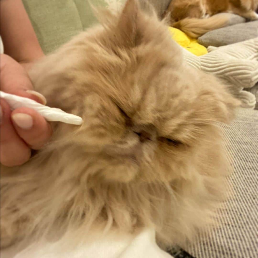 ミッシュのインスタグラム：「やめて〰︎🫨  #鼻ぺちゃ  #ミッシュ #すぐハナクソ詰まります  #くしゃみで飛ばすから #鼻そうじ 🤣 #短頭種あるある  #鼻ぺちゃ猫 #エキゾチック」
