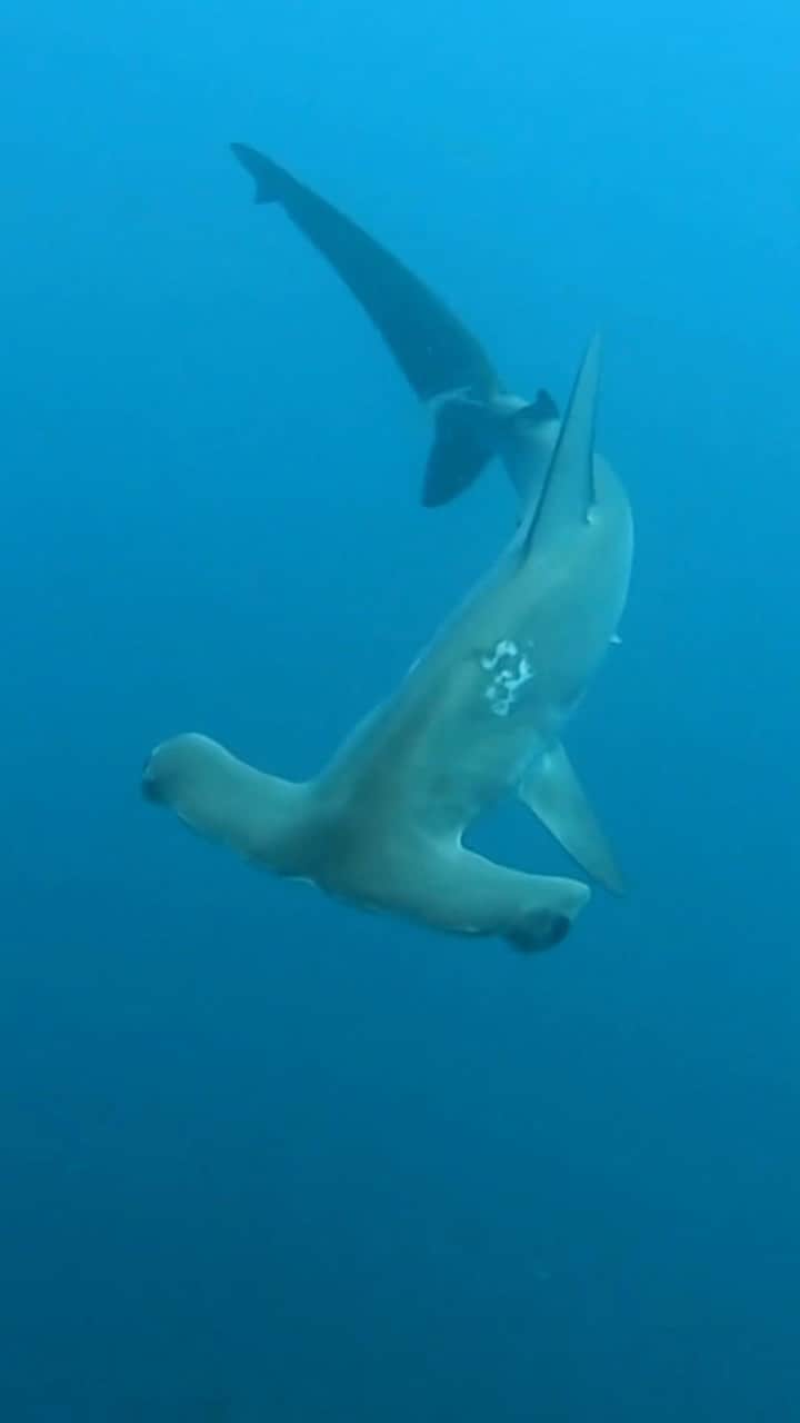 のインスタグラム：「A hammerhead shark visits a bait lollipop with a video camera that attracts ocean life. Researchers from our @smithsonianpanama explored Panama’s Cordillera de Coiba marine protected area, using both this system and an actual yellow submarine.   This was one of 60 hammerhead sharks spotted, along with other surprises. Dive along with them in Biodiversa, a new podcast featuring episodes in both English and Spanish.   Video: Hammerhead shark swimming over to a white tube underwater」
