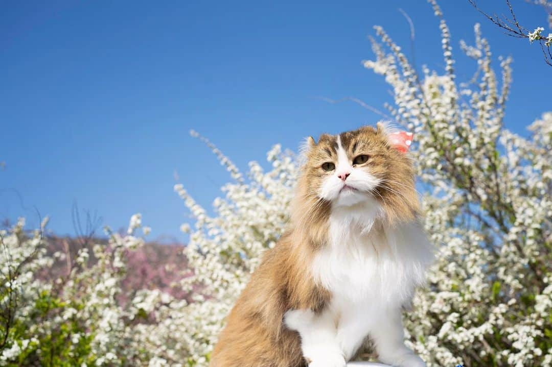 五十嵐健太のインスタグラム：「今日は会津鉄道の芦ノ牧温泉駅に行ってきました #猫　#cat #会津若松  #極上の会津  #芦ノ牧温泉駅」