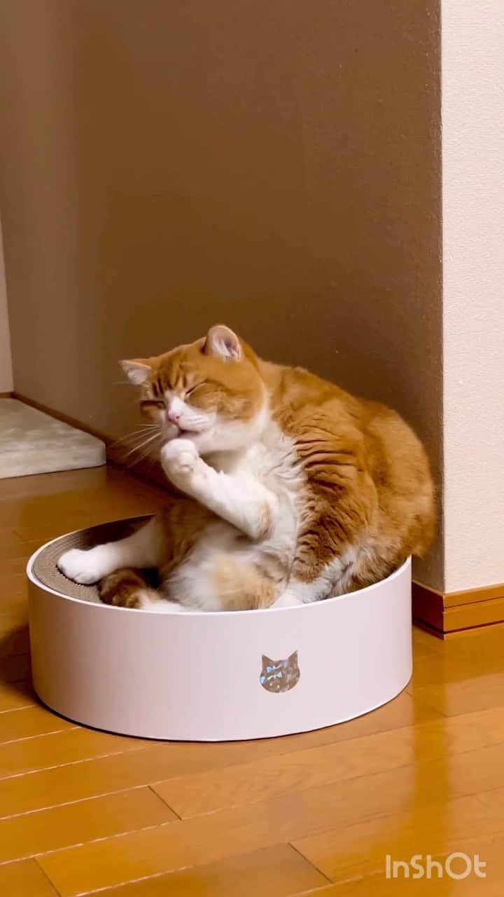 猫壱（ねこいち•ネコイチ）のインスタグラム：「念入りなお手入れ🥺❤︎ みんなはどこからグルーミングするのかな🙌  @monmonmama0303 さん お写真をありがとうございました😊 お写真の商品はバリバリボウル　ホログラムホワイトでした🐈  :::::::::猫壱 :::::::   猫壱商品を使ってくれている写真や動画に【猫壱写真館】のハッシュタグをつけてポストしてください✨  猫壱SNSなどでリポスト・紹介されるかも？！  猫壱HPにも掲載されるチャンスも🥺  ぜひ皆さんハッシュタグをつけてポストしてくださいね🥺    @necoichicojp のハイライトから応募要項をチェックして是非ご応募くださいね❤   Reproduction is  prohibited.  ...........................................................................  #猫壱写真館  #猫壱 #necoichi #猫好きさんとつながりたい  ...........................................................................」