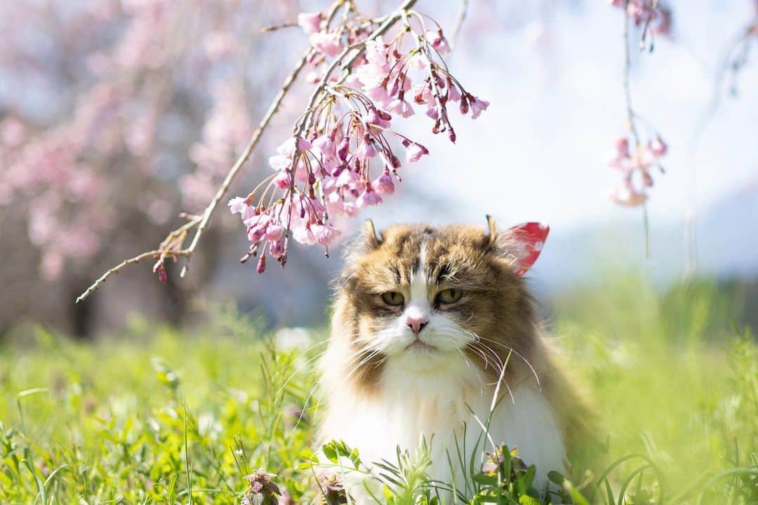 五十嵐健太のインスタグラム：「会津は桜が満開です #猫　#cat #会津若松  #極上の会津  #芦ノ牧温泉駅」