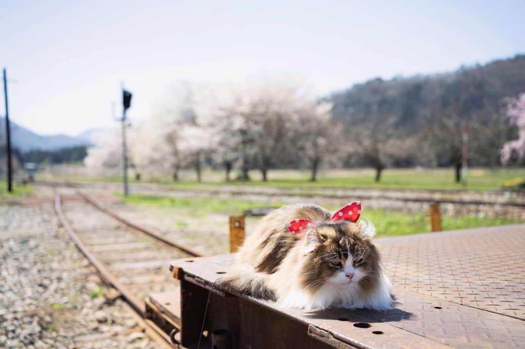 五十嵐健太のインスタグラム：「天気が良くて気持ち良さそうでした #猫　#cat #会津若松  #極上の会津  #芦ノ牧温泉駅」