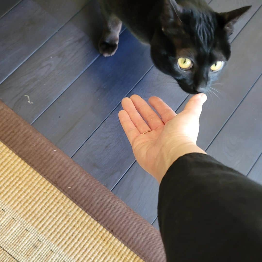 岡本真夜さんのインスタグラム写真 - (岡本真夜Instagram)「はじめましての黒猫ちゃん😊 ご挨拶きてくれました✨️  #猫 #黒猫 #cat」4月10日 20時27分 - mayookamoto510