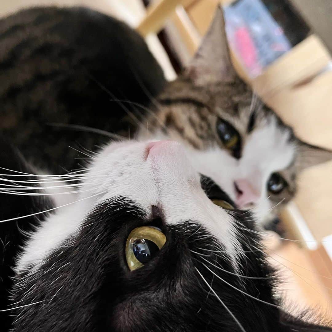 ひのき猫さんのインスタグラム写真 - (ひのき猫Instagram)「オデオデ舐められ中💦」4月10日 20時28分 - hinoki.cute.kitten
