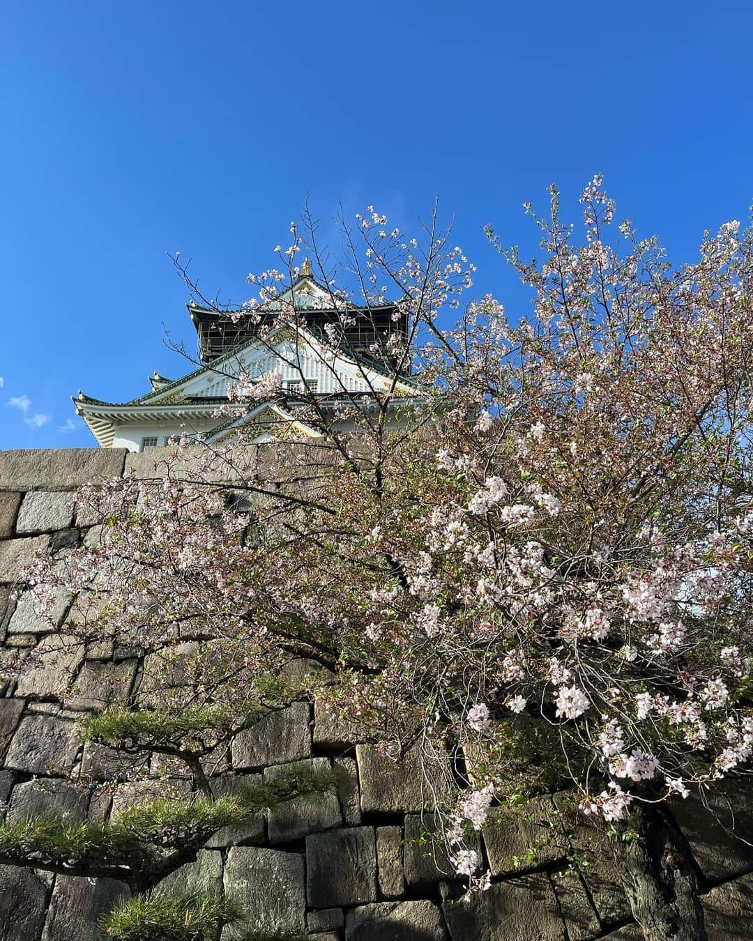 橘楓さんのインスタグラム写真 - (橘楓Instagram)「🏯🐱🍁  大阪城。城も公園も好っきやねんー。  歴史的建造物すっきやねんー。  小さい頃、万博記念公園(太陽の塔)付近住んでた  お日様の下をお出かけ自然散歩すき𖡼.𖤣𖥧𖡼.𖤣𖥧  今の生活、今の自分に満足して、幸せに暮らしましょう( •̀ᴗ•́ )  . . . #大阪城#歴史的建造物#だいすき#関西#帰省#自然#散歩#大阪#京都#奈良#姫路#旅#桜#お花見#インスタ映え#映えスポット#ギャルしか勝たん#ootd#osaka#travel #trip#photogram #asiagirl#japanesegirl#🌸」4月10日 20時36分 - tachibana.kaede