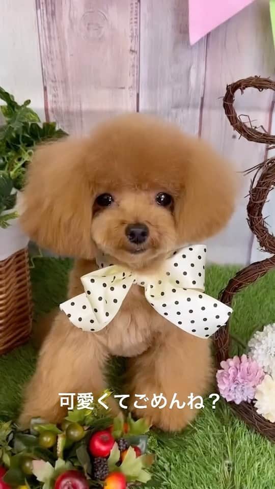 のインスタグラム：「可愛くてごめんね？🥺＃とらちゃん#トイプードル#犬#わんちゃん」