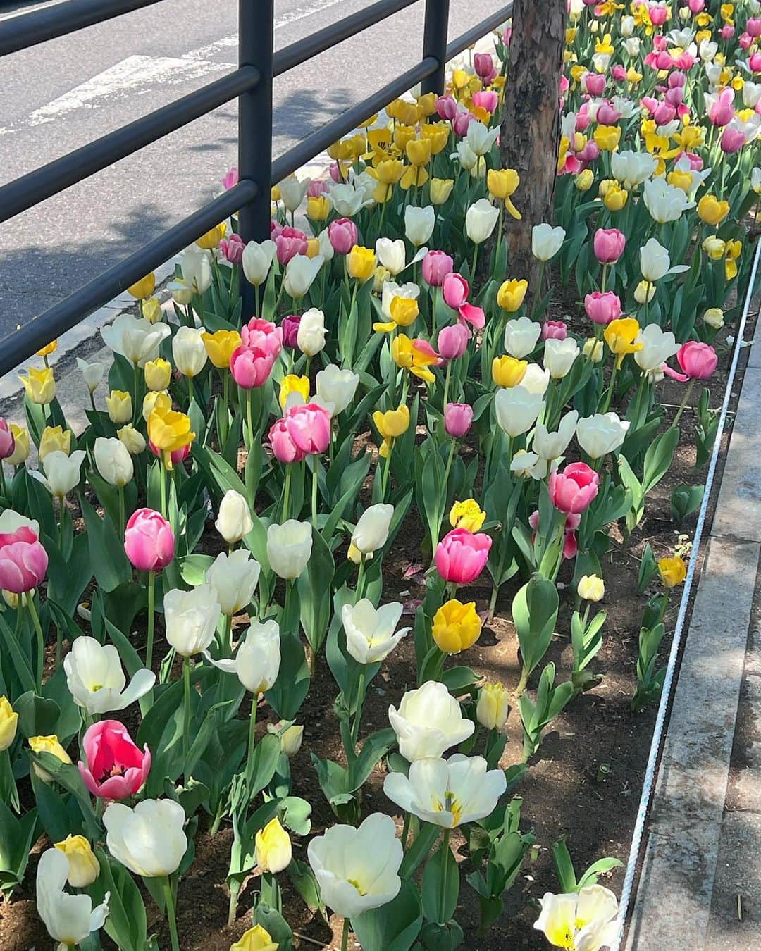 ぐんじりなさんのインスタグラム写真 - (ぐんじりなInstagram)「. . 봄밖에 없는 나라에서 살고싶어🌷 . .」4月10日 20時41分 - topokki_nusumigui