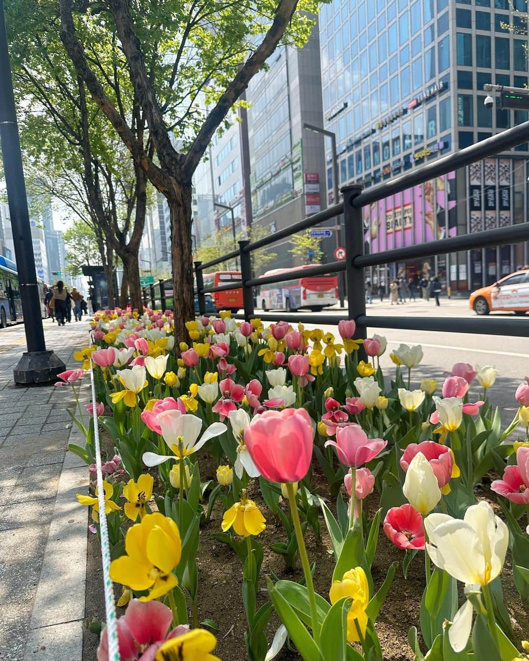 ぐんじりなのインスタグラム：「. . 봄밖에 없는 나라에서 살고싶어🌷 . .」