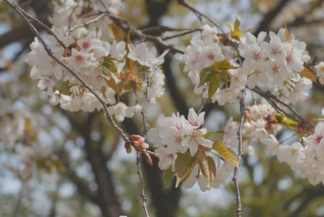 藤田崇寛さんのインスタグラム写真 - (藤田崇寛Instagram)「今年の桜もいよいよ終わり。  噛み締めながらシャッターをきりました。」4月10日 20時43分 - fujitaka0125