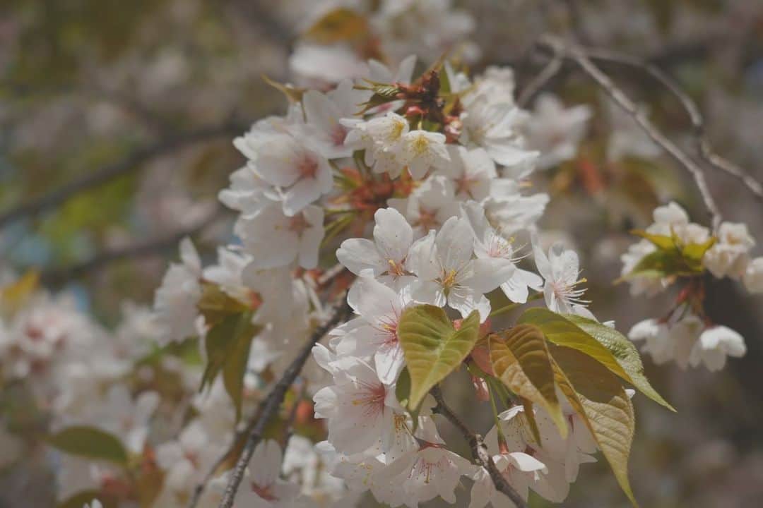 藤田崇寛さんのインスタグラム写真 - (藤田崇寛Instagram)「今年の桜もいよいよ終わり。  噛み締めながらシャッターをきりました。」4月10日 20時43分 - fujitaka0125