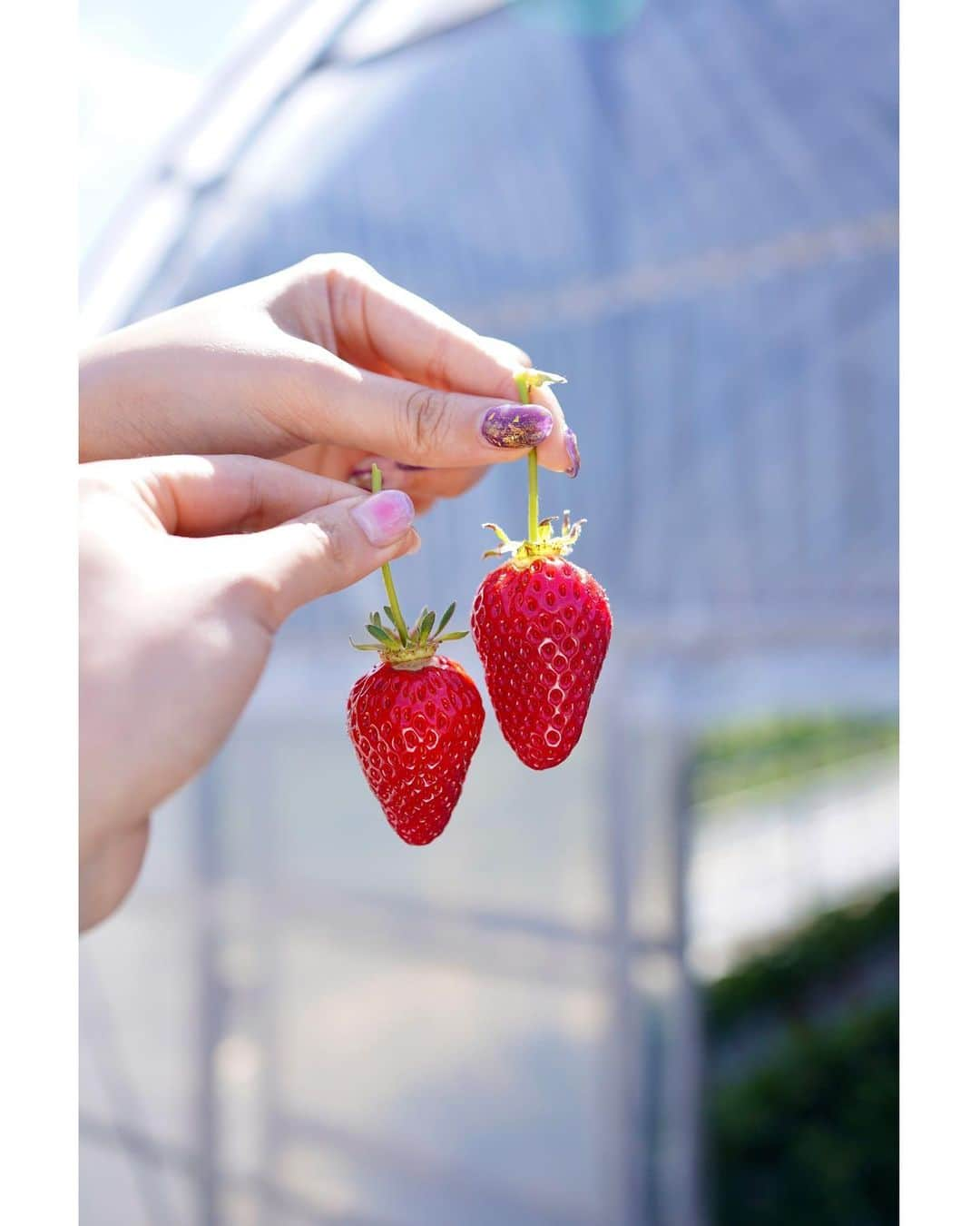 斎藤ちはるさんのインスタグラム写真 - (斎藤ちはるInstagram)「先日、友人と食い倒れの旅を🍓 . いちごに卵にラーメンに…好きなもの尽くしでした🤭満たされた〜 . . #いちご農園 に #寄ったら #いちご美味しいわよ〜と #声をかけてもらって #おまけ で #一粒ずつ #もらいました 🥲🫶 #優しさ が #沁みる… #買った #イチゴ も #美味しかった！ #chihashot . . #斎藤ちはる#テレビ朝日アナウンサー#テレビ朝日#テレ朝#アナウンサー#旅行#旅#旅行好き#国内旅行#苺#卵かけご飯#たまごサンド#ラーメン#とんこつラーメン#ミラーレス#ミラーレス一眼#思い出」4月10日 20時53分 - chiharu_saito_ex