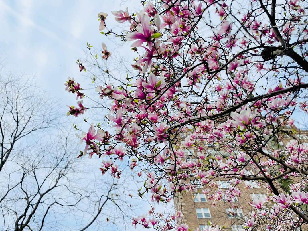 中谷美紀さんのインスタグラム写真 - (中谷美紀Instagram)「皆様お変わりございませんか？  春の陽気に心躍る一方で、睡魔に襲われたり、花粉症に振り回される方もいらっしゃることでしょう。  さて、しばし著しく体調を崩していたため、心配した夫のThiloが予定を変更して急遽ニューヨークへ来てくれました。  片付けるゆとりもなく無惨にも散らかっていた部屋は、ありがたいことにThiloが綺麗に片付けてくれました。  この1ヶ月以上、劇場とホテルの往復のみで、食事はデリバリーサービスという日々にて、ニューヨークにいながら、この街ならではの楽しみを何も享受しておらず、大好きな美術館すら足が遠のいていたのですが、久々に街を散歩してみました。  ニューヨークでもそこかしこで春の到来が感じられます。  「猟銃」の公演は、残りわずか4日となりました。  ミハイル・バリシニコフさんと見えない糸で繋がれているかのように固い絆で演じる「猟銃」は、4月15日まで。  最後まで、はかなくも密度の濃い刹那を大切に演じたいと思います。  いよいよ新緑の季節も近づいて参りましたゆえ、皆様が心穏やかにお過ごしくださいますよう、お祈り致しております。  Only four days remain in the New York run of the stage production "The Hunting Gun".  舞台剧《猎枪》在纽约的演出只剩下四天了。请享受春天的天气。  #ニューヨーク #井上靖 #猟銃 #猟銃ニューヨーク公演  #フランソワジラール #ミハイルバリシニコフ #ティロフェヒナー #中谷美紀 #ディオール #ディオールジュエリー #newyork #thehuntinggun #yasushiinoue #françoisgirard  #mikhailbaryshnikov  #thilofechner #mikinakatani  #dior #diorjewelry  #diorjoaillerie」4月10日 20時54分 - mikinakatanioffiziell