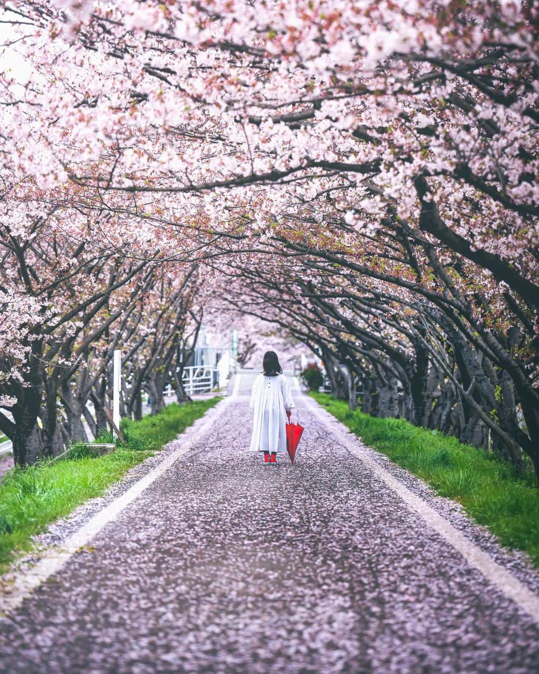 梶原憲之のインスタグラム：「. ピンク色のトンネル。  前日の雨で  ピンク色の絨毯になってました。  欲を言えば雨降っててほしかったけど  無駄に晴れ男パワー←自称 を発揮してしまう。  📸Nikon Z9 NIKKOR Z 70-200mm f/2.8 S  #兵庫 #姫路#夢前川 #夢前川サイクリングロード #風景ポートレート #兵庫県#桜 #photoplusme #team_jp_  #art_of_japan_ #japan#東京カメラ部 #photo_jpn #photo_shorttrip  #死ぬまでに行きたい日本の絶景#兵庫観光#兵庫旅行#nikoncreators #吉卜力#japantravel #tokyocameraclub#retrip_news #daily_photo_jpn#絶景#ジブリ#姫路観光#light_nikon  #jalan_travel #japantrip」
