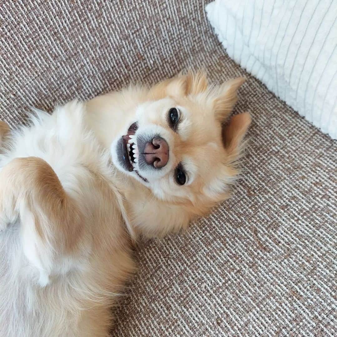 PECO いぬ部のインスタグラム：「勝手に選抜！かまってちゃん🥺✨🐾 「くすぐらないで〜え…やめちゃうの🥹？」 来週のテーマは…　 . . . 「#黒いわんこ大集合」 来週からはこちらのテーマを募集します🐶🐱 #pecoいぬ部 のハッシュハグをつけてぜひ参加してみてね♪ . 今回素敵な投稿してくださったのは… @hiro3_tea さん . 他にも素敵なお写真がたくさんあるので、ぜひ遊びに行ってみてくださいね♪ . #pecoいぬ部 をつけて投稿すると… PECOのSNSで楽しくご紹介させていただきます:おいしい: #犬 #犬バカ部 #いぬら部 #いぬ部 #わんこ #いぬ #instadog #ilovemydog #ilovedog #dogstagram #dogsofinstagram #doglife #mydogiscutest #todayswanko #doglover  #いぬすたぐらむ #犬のいる暮らし #笑顔 #犬の笑顔 #かまってちゃん #犬のいる暮らし #犬のいる生活」