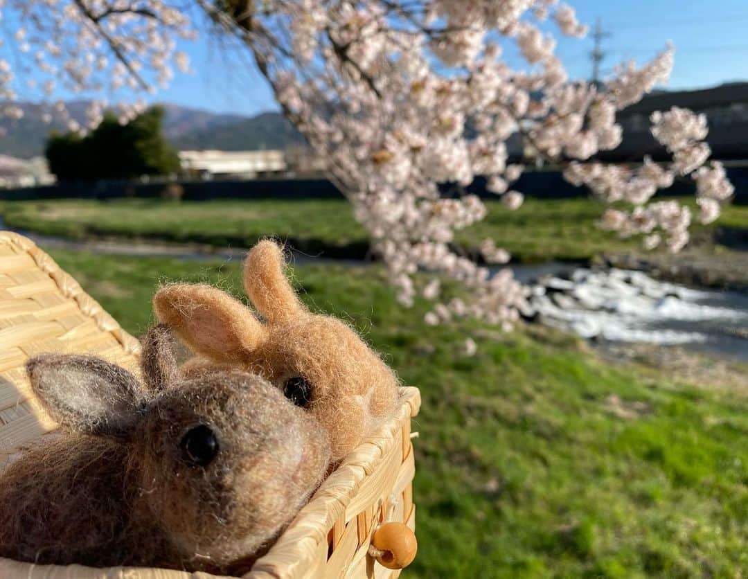 ラン?さんのインスタグラム写真 - (ラン?Instagram)「日曜日の朝早くに、近所の河原をウォーキングしました(ง ˙˘˙ )ว 桜並木が綺麗で、桜のトンネルみたいになってます🌸🌸🍃 また、チビちゃんズも一緒に🐰🐰💓  #桜 #桜並木 #うさぎのコナン  #うさぎ #うさぎのいる暮らし #rabbit #ネザーランドドワーフ #ふわもこ部 #もふもふ部 #netherlanddwarf #kawaii #かわいい #うさぎ部  #羊毛フェルト  2023.04.10」4月10日 21時06分 - mofumofuusako