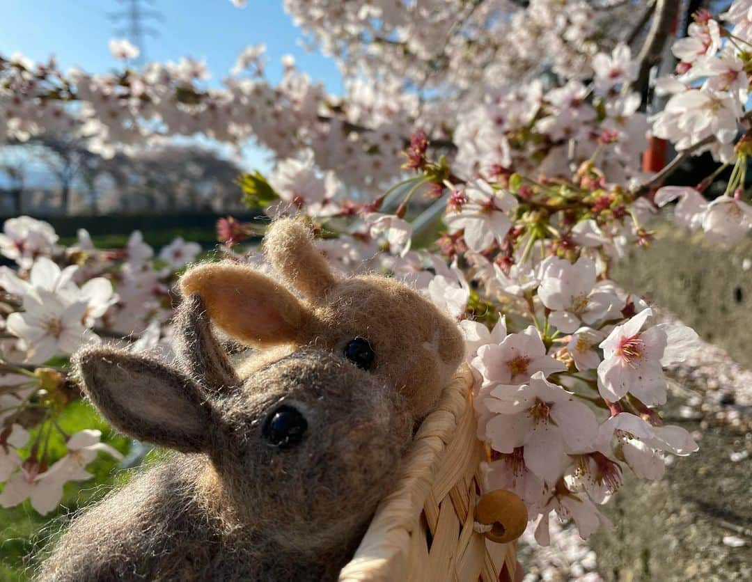 ラン?さんのインスタグラム写真 - (ラン?Instagram)「日曜日の朝早くに、近所の河原をウォーキングしました(ง ˙˘˙ )ว 桜並木が綺麗で、桜のトンネルみたいになってます🌸🌸🍃 また、チビちゃんズも一緒に🐰🐰💓  #桜 #桜並木 #うさぎのコナン  #うさぎ #うさぎのいる暮らし #rabbit #ネザーランドドワーフ #ふわもこ部 #もふもふ部 #netherlanddwarf #kawaii #かわいい #うさぎ部  #羊毛フェルト  2023.04.10」4月10日 21時06分 - mofumofuusako