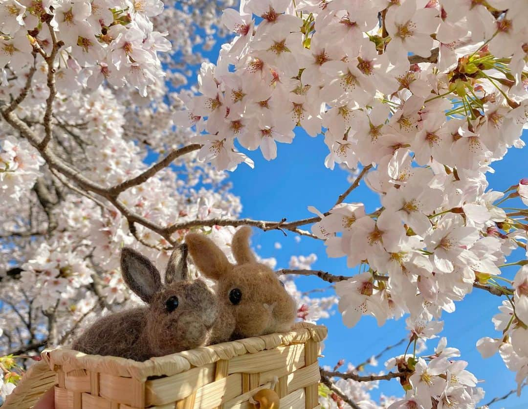 ラン?さんのインスタグラム写真 - (ラン?Instagram)「日曜日の朝早くに、近所の河原をウォーキングしました(ง ˙˘˙ )ว 桜並木が綺麗で、桜のトンネルみたいになってます🌸🌸🍃 また、チビちゃんズも一緒に🐰🐰💓  #桜 #桜並木 #うさぎのコナン  #うさぎ #うさぎのいる暮らし #rabbit #ネザーランドドワーフ #ふわもこ部 #もふもふ部 #netherlanddwarf #kawaii #かわいい #うさぎ部  #羊毛フェルト  2023.04.10」4月10日 21時06分 - mofumofuusako