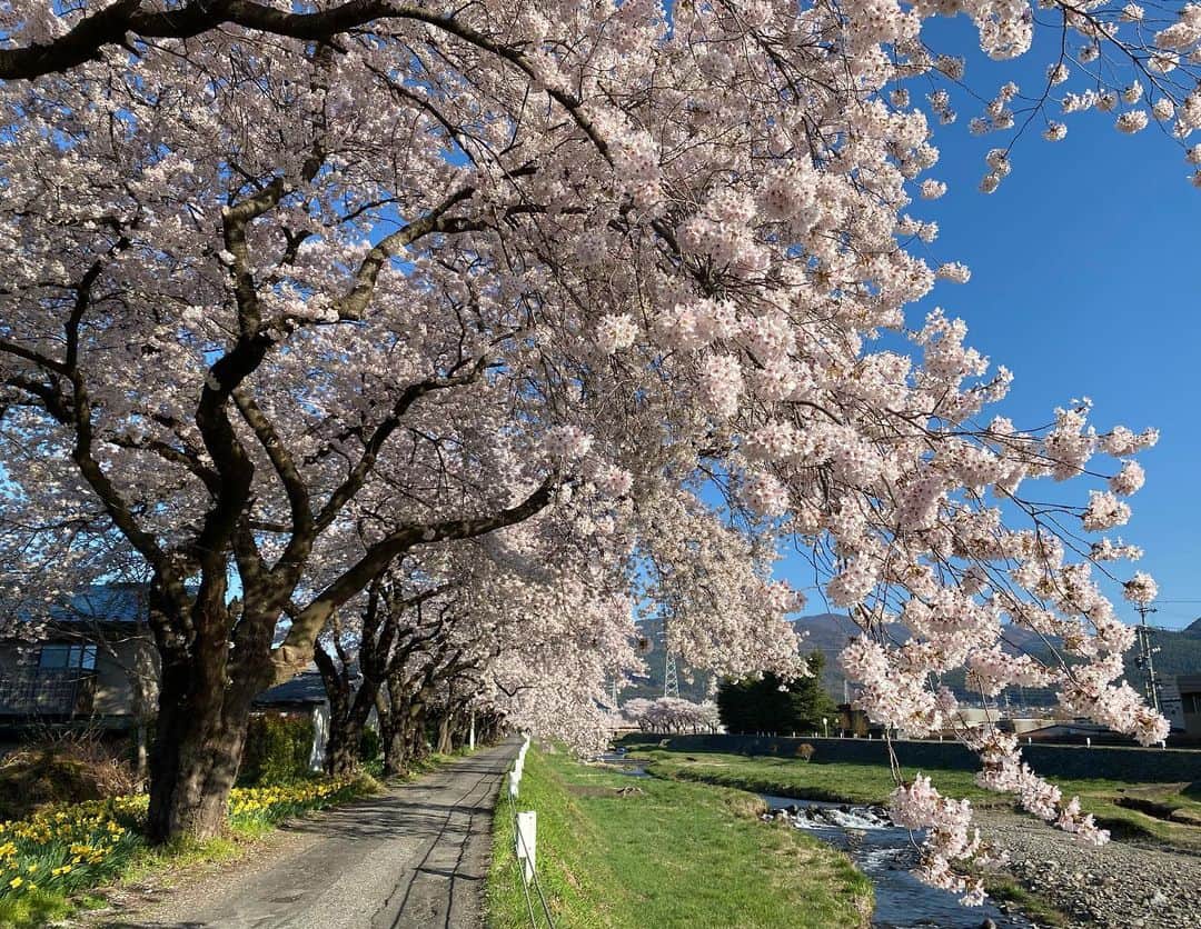 ラン?さんのインスタグラム写真 - (ラン?Instagram)「日曜日の朝早くに、近所の河原をウォーキングしました(ง ˙˘˙ )ว 桜並木が綺麗で、桜のトンネルみたいになってます🌸🌸🍃 また、チビちゃんズも一緒に🐰🐰💓  #桜 #桜並木 #うさぎのコナン  #うさぎ #うさぎのいる暮らし #rabbit #ネザーランドドワーフ #ふわもこ部 #もふもふ部 #netherlanddwarf #kawaii #かわいい #うさぎ部  #羊毛フェルト  2023.04.10」4月10日 21時06分 - mofumofuusako